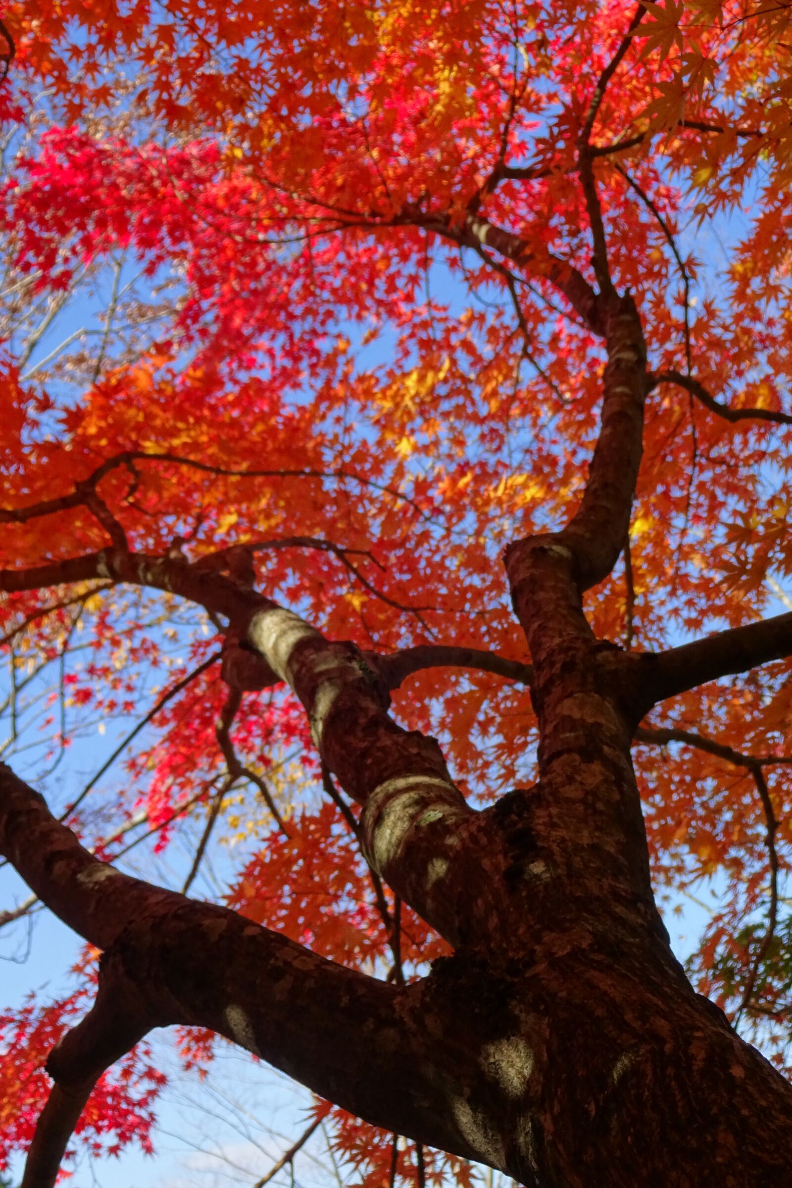 Sony Cyber-shot DSC-WX220 sample photo. Autumnal leaves, red leaves photography
