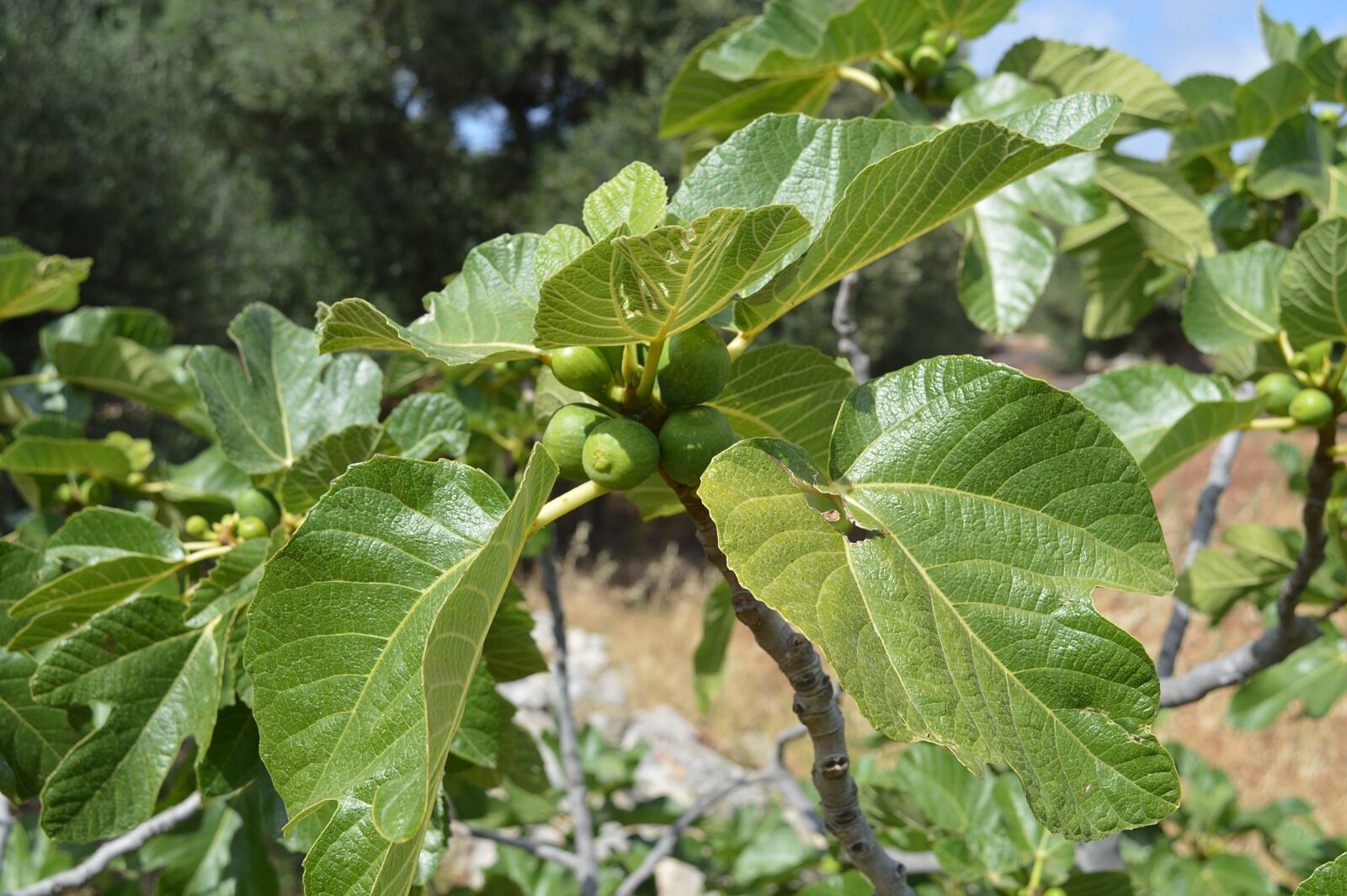 Nikon D3200 sample photo. Figs, fig, leaves photography