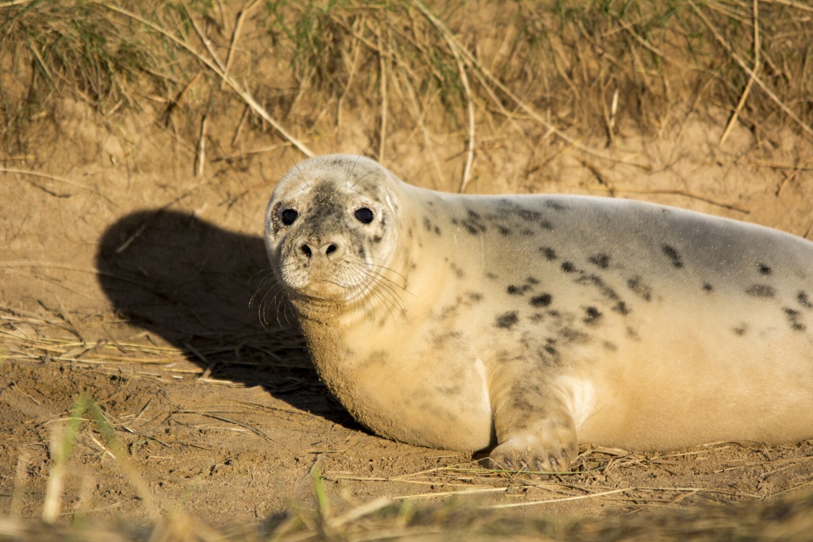 Nikon D5200 sample photo. Seal, wildlife, fur photography