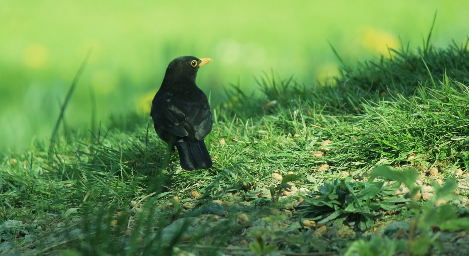 Canon EOS 1100D (EOS Rebel T3 / EOS Kiss X50) sample photo. Blackbird, grass, black photography