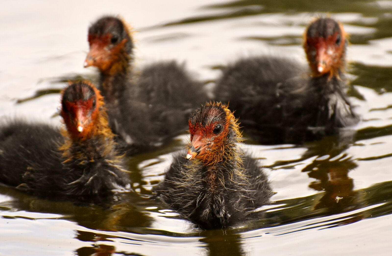 Nikon D7200 sample photo. Coots, chicks, leader photography