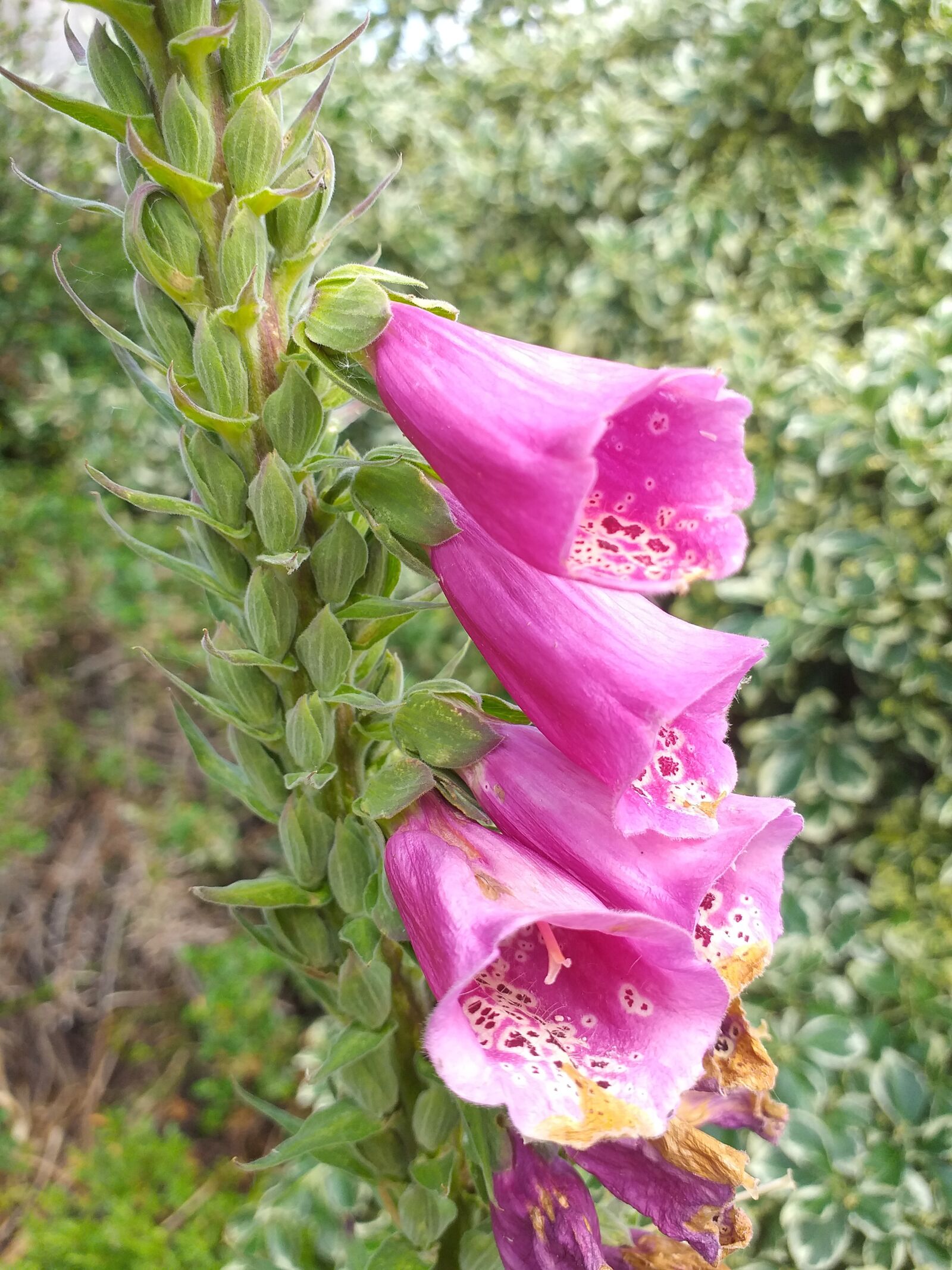Samsung Galaxy J4+ sample photo. Foxglove, pink flower, nature photography