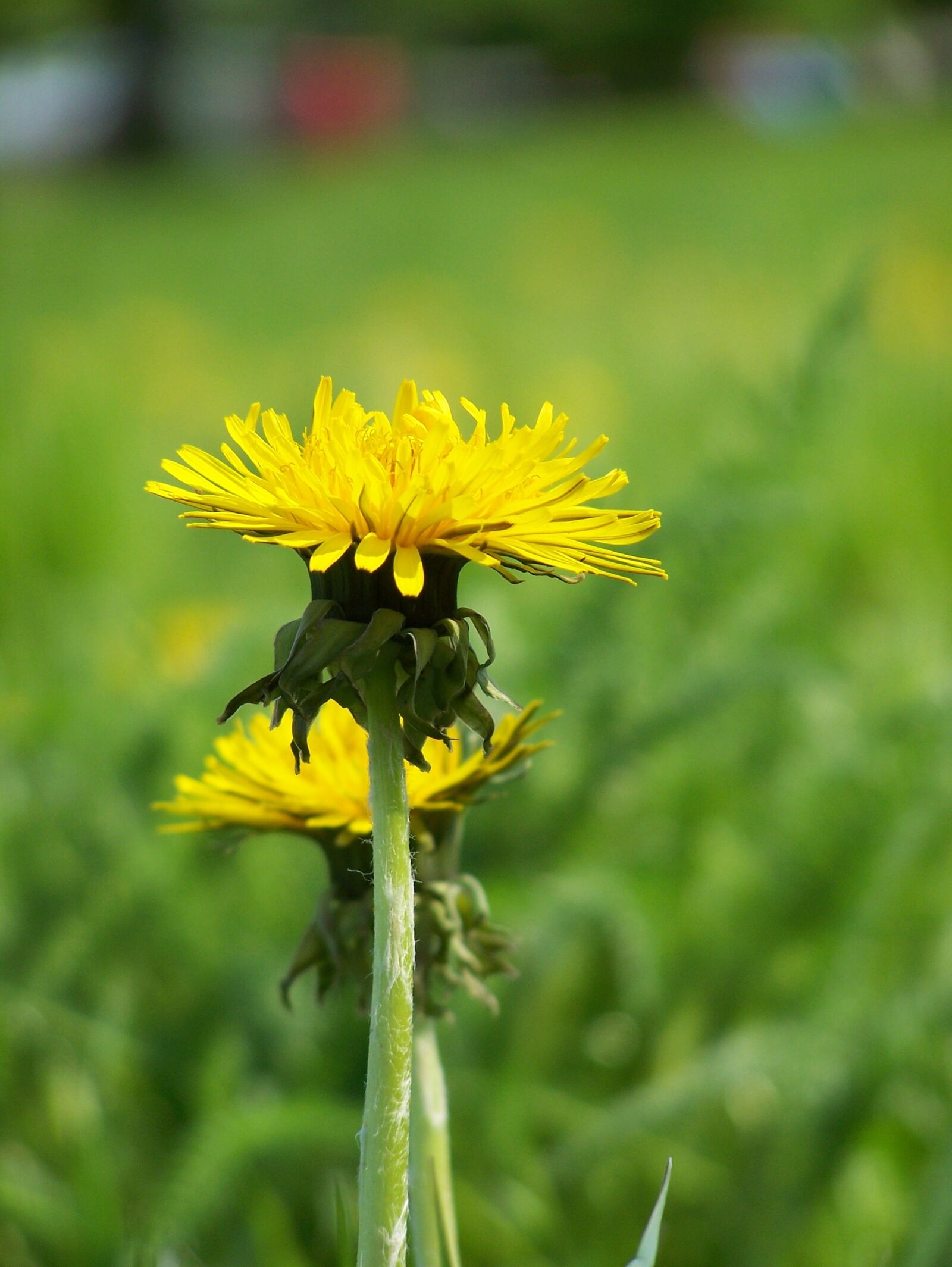 Kodak Z650 ZOOM DIGITAL CAMERA sample photo. Dandelion, nature, flower photography