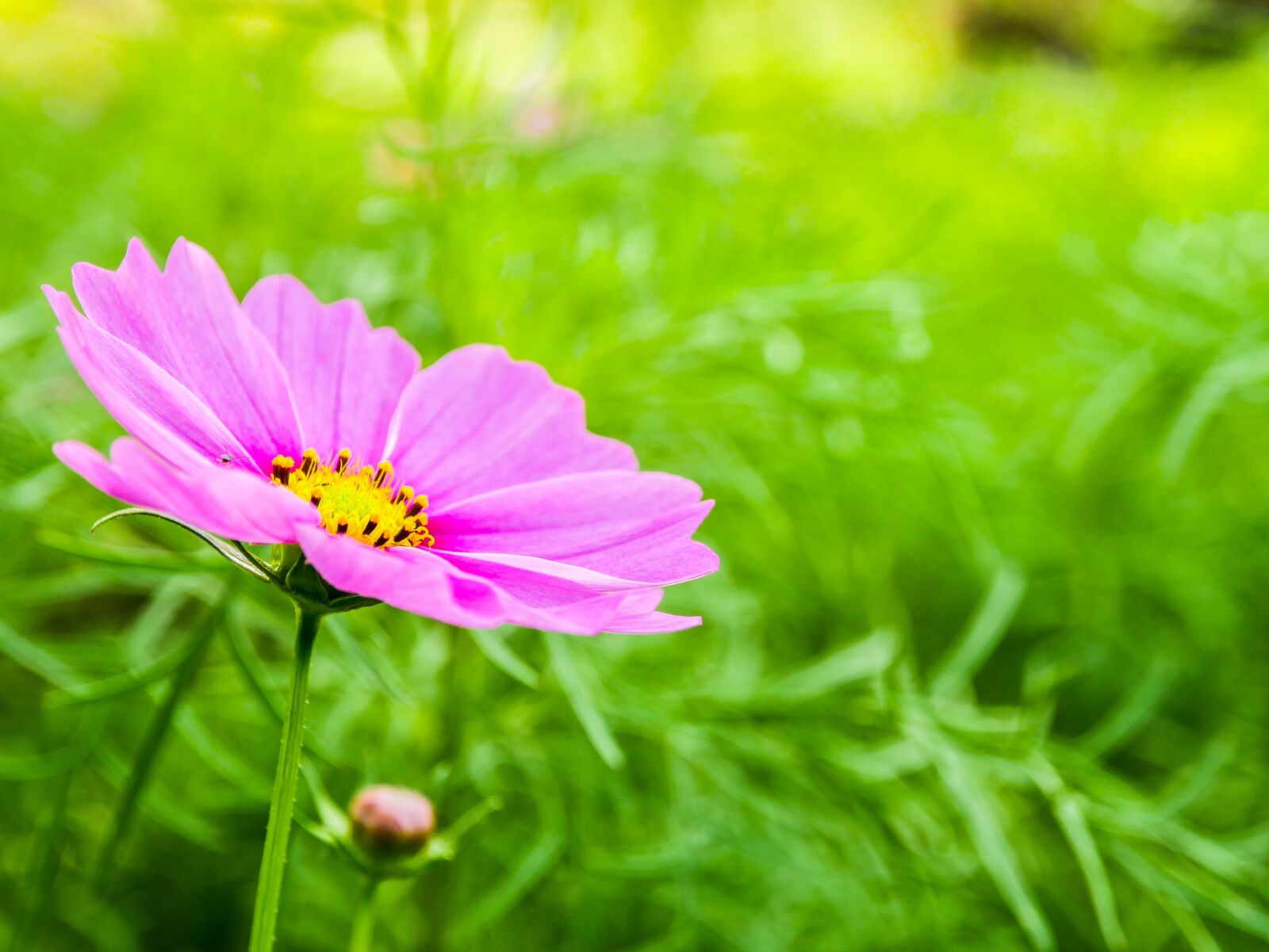 Panasonic Lumix DMC-GX85 (Lumix DMC-GX80 / Lumix DMC-GX7 Mark II) + OLYMPUS M.12-50mm F3.5-6.3 sample photo. Flower, garden, natural photography