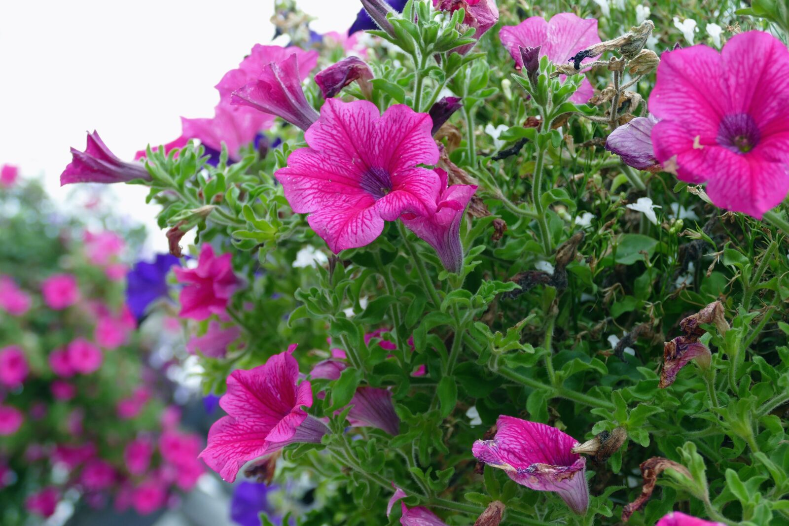 Panasonic Lumix DMC-FZ1000 sample photo. Purple, flowers, nature photography