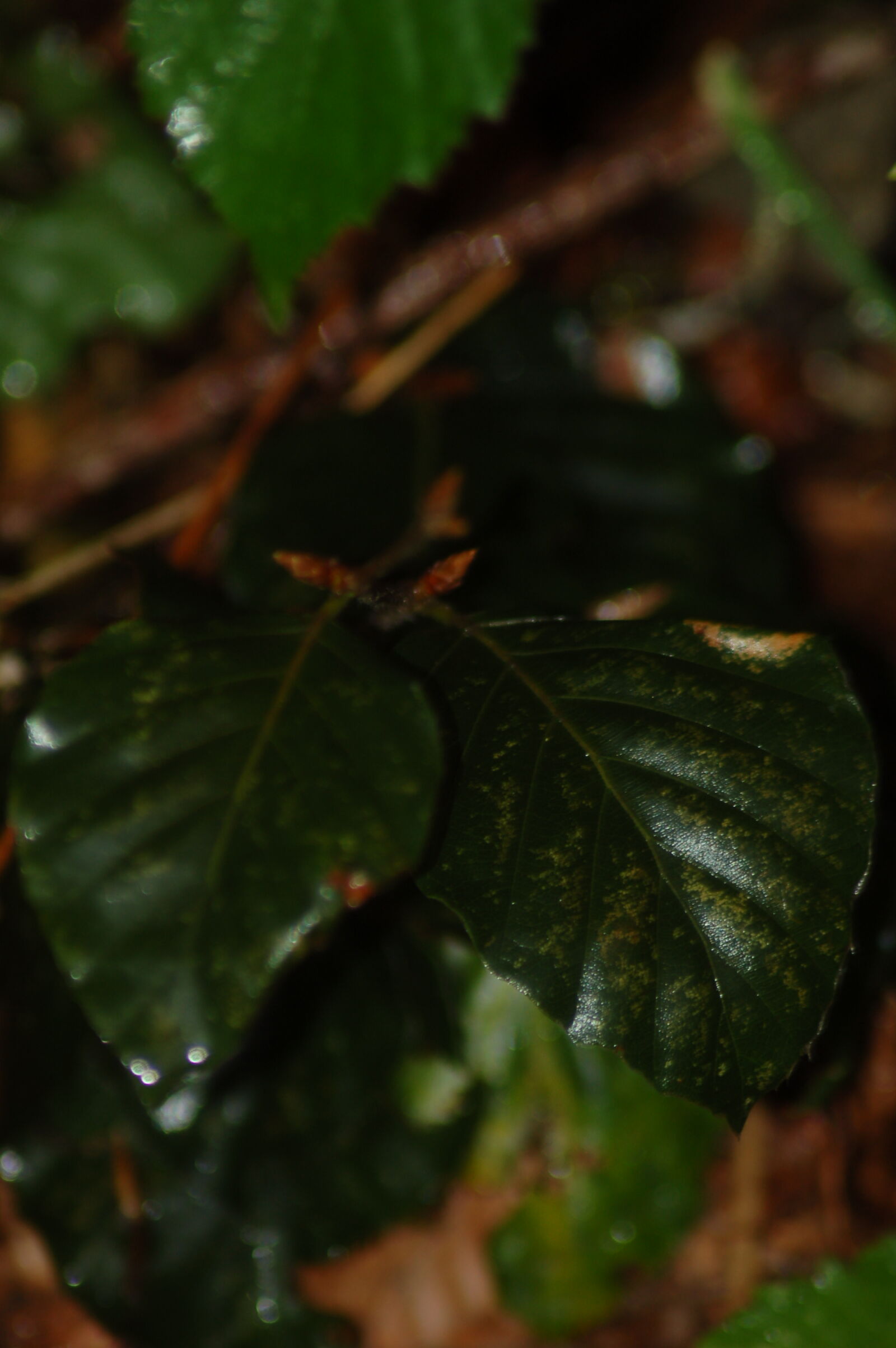 Nikon D50 sample photo