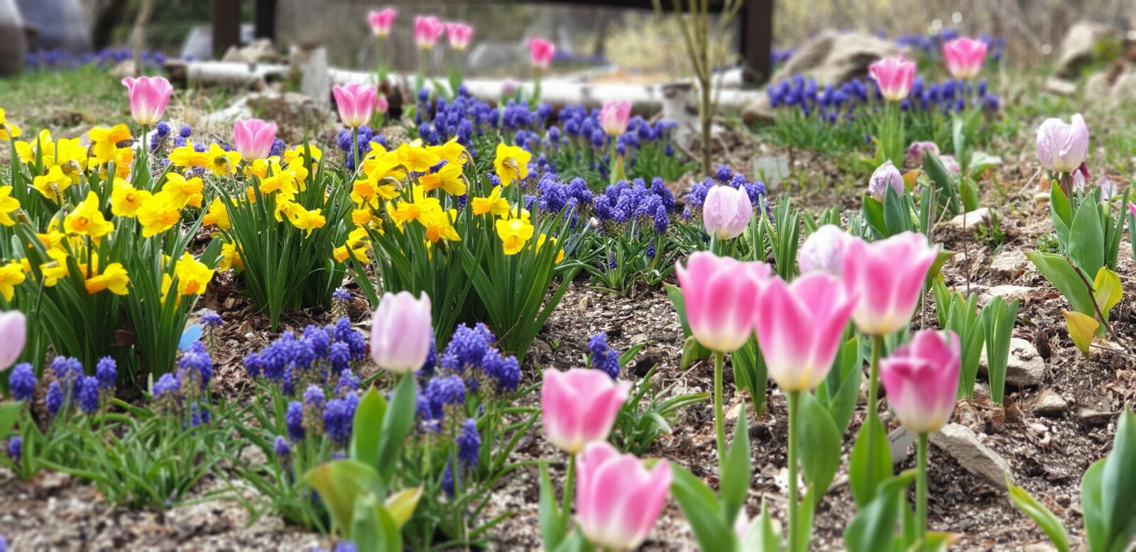 Samsung Galaxy Note9 sample photo. Nature, spring, plants photography