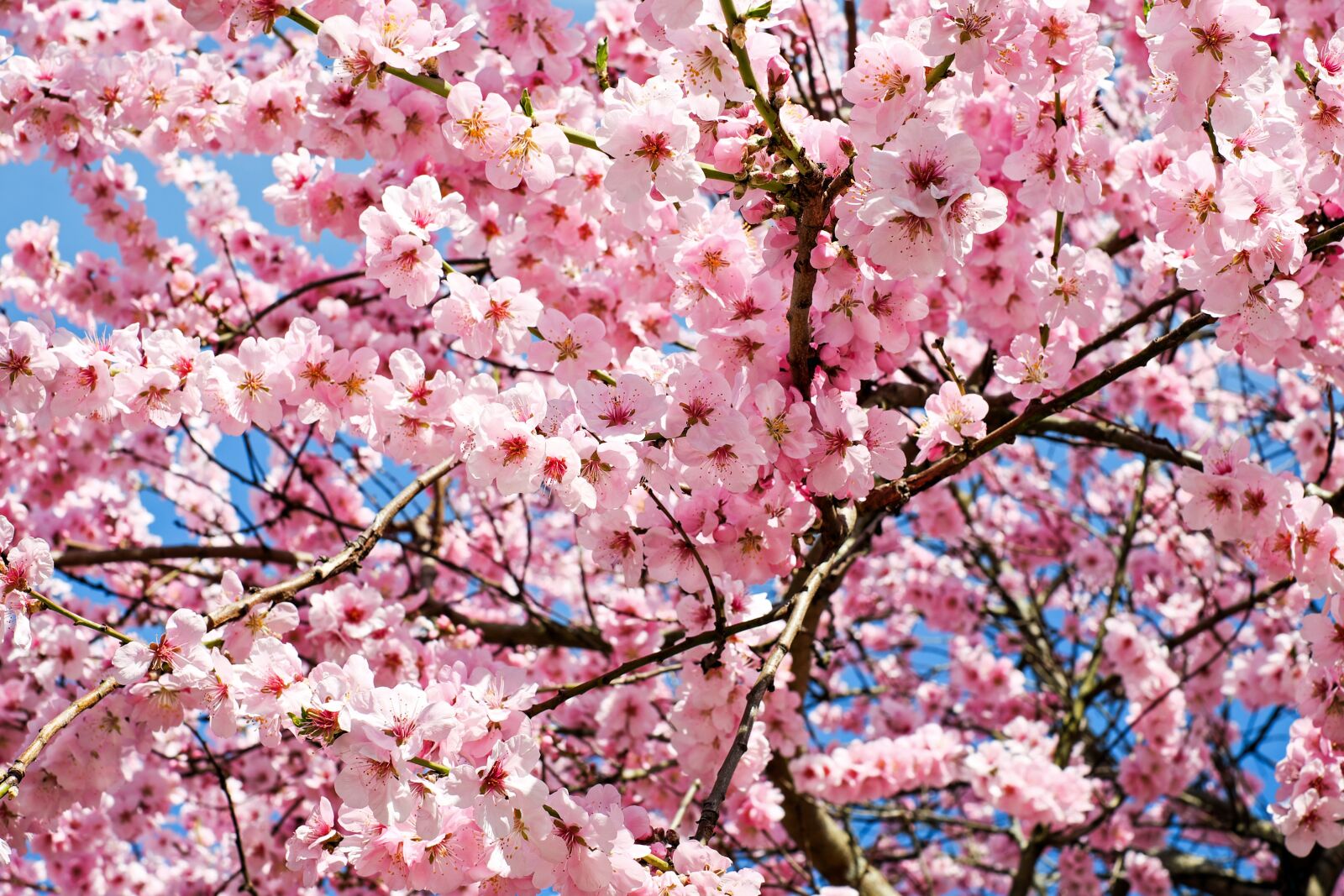 Fujifilm X-T10 + Fujifilm XF 35mm F1.4 R sample photo. Japanese cherry trees, flowers photography