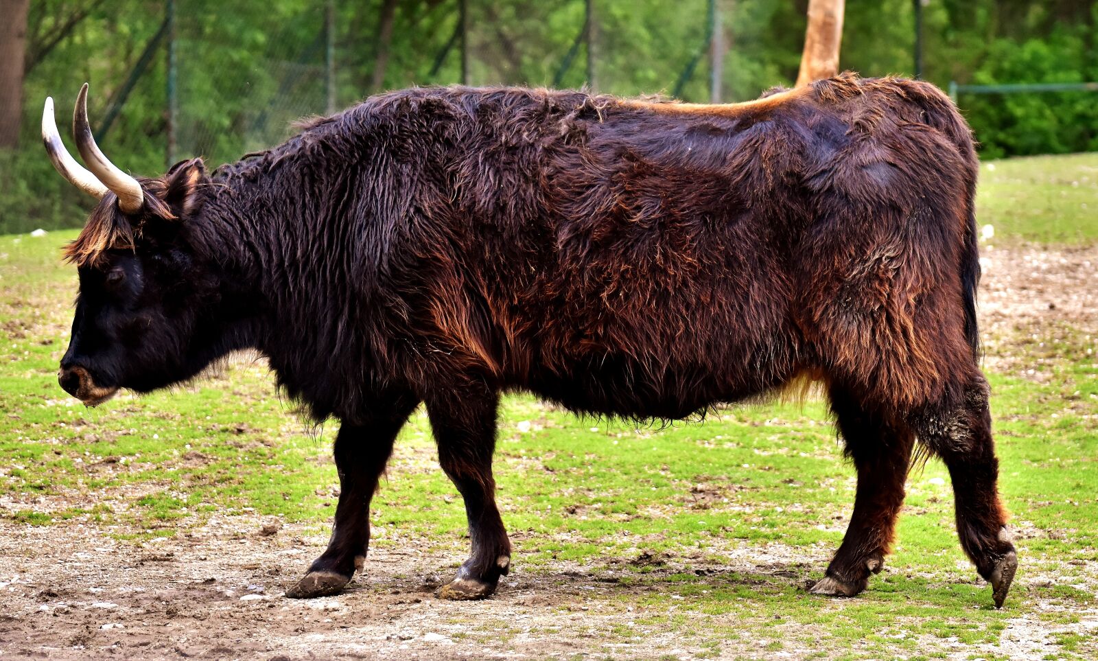 Nikon D7200 sample photo. Aurochs, animal, horns photography