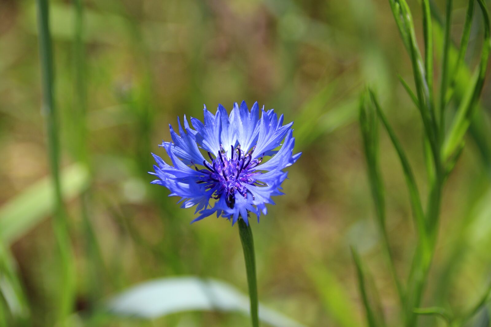 Canon EOS 650D (EOS Rebel T4i / EOS Kiss X6i) sample photo. Cornflower, blossom, bloom photography