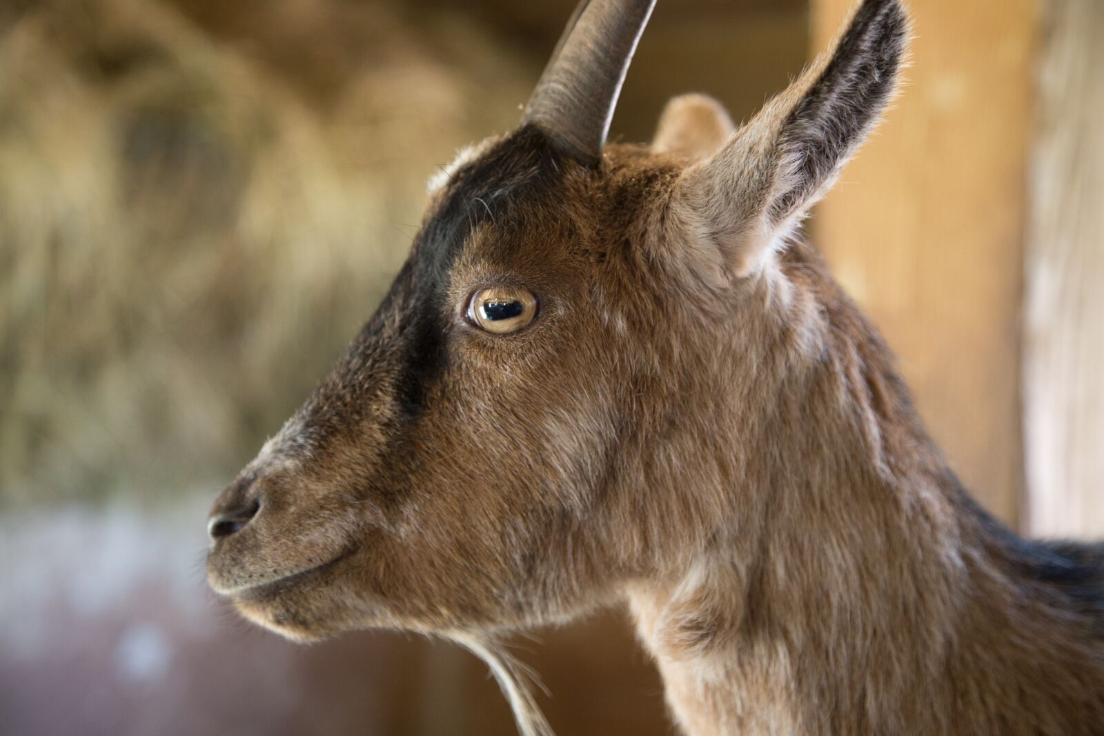 Canon EOS 6D + Canon EF 24-105mm F4L IS USM sample photo. Goat, close up, animal photography