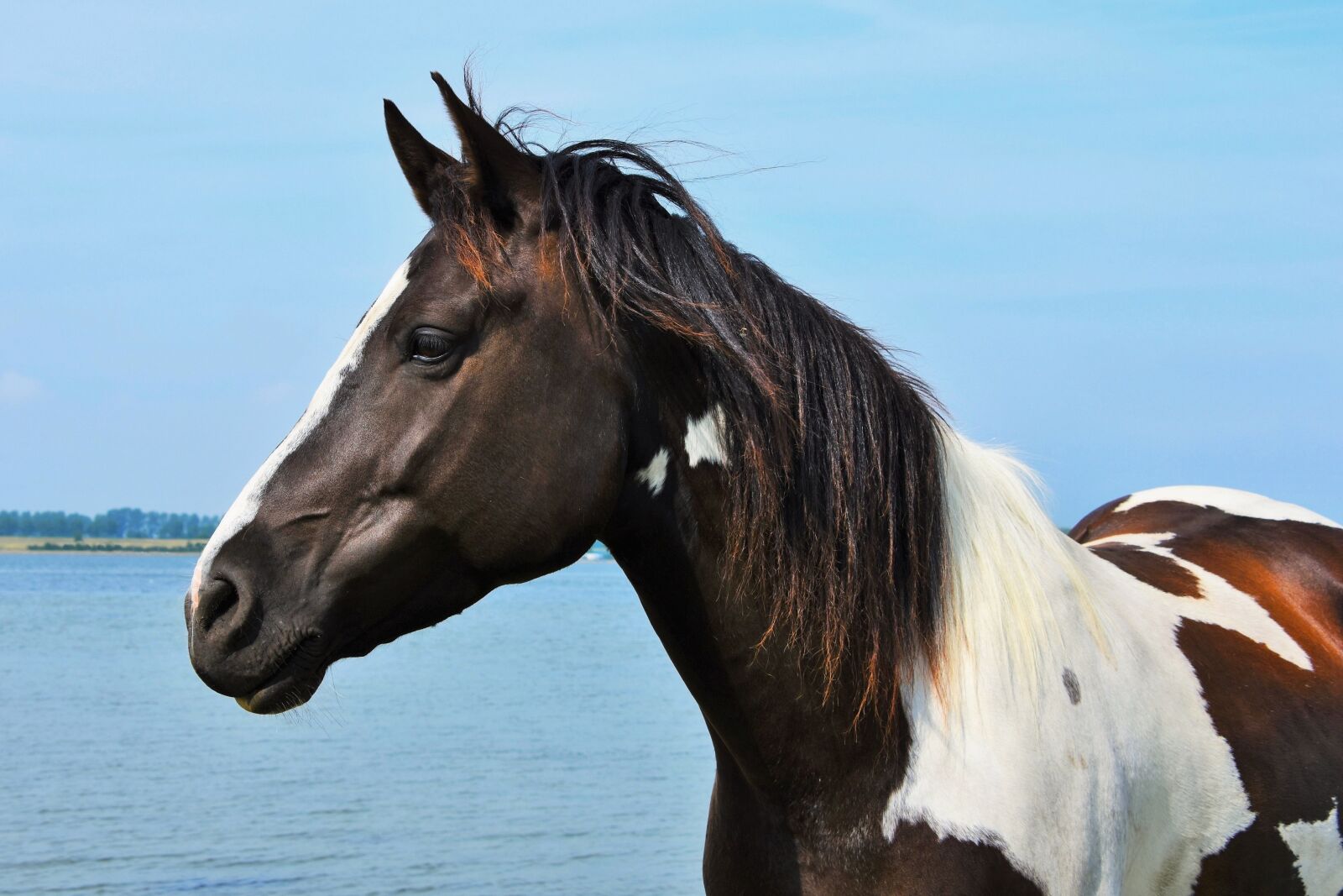 Nikon D7200 sample photo. Horse, pinto, flocked photography