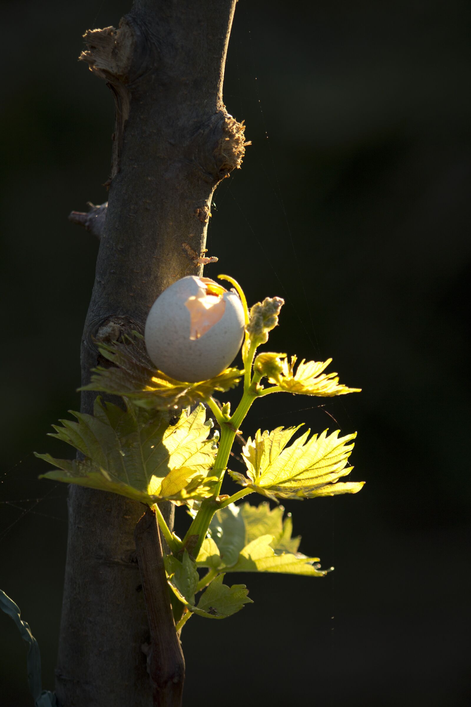 Canon EOS 600D (Rebel EOS T3i / EOS Kiss X5) sample photo. Nature, tree, leaf photography