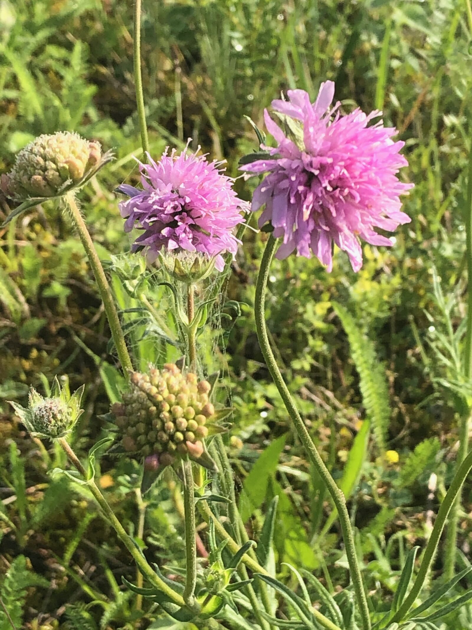 iPhone X back dual camera 4mm f/1.8 sample photo. Wild flower, nature, flower photography