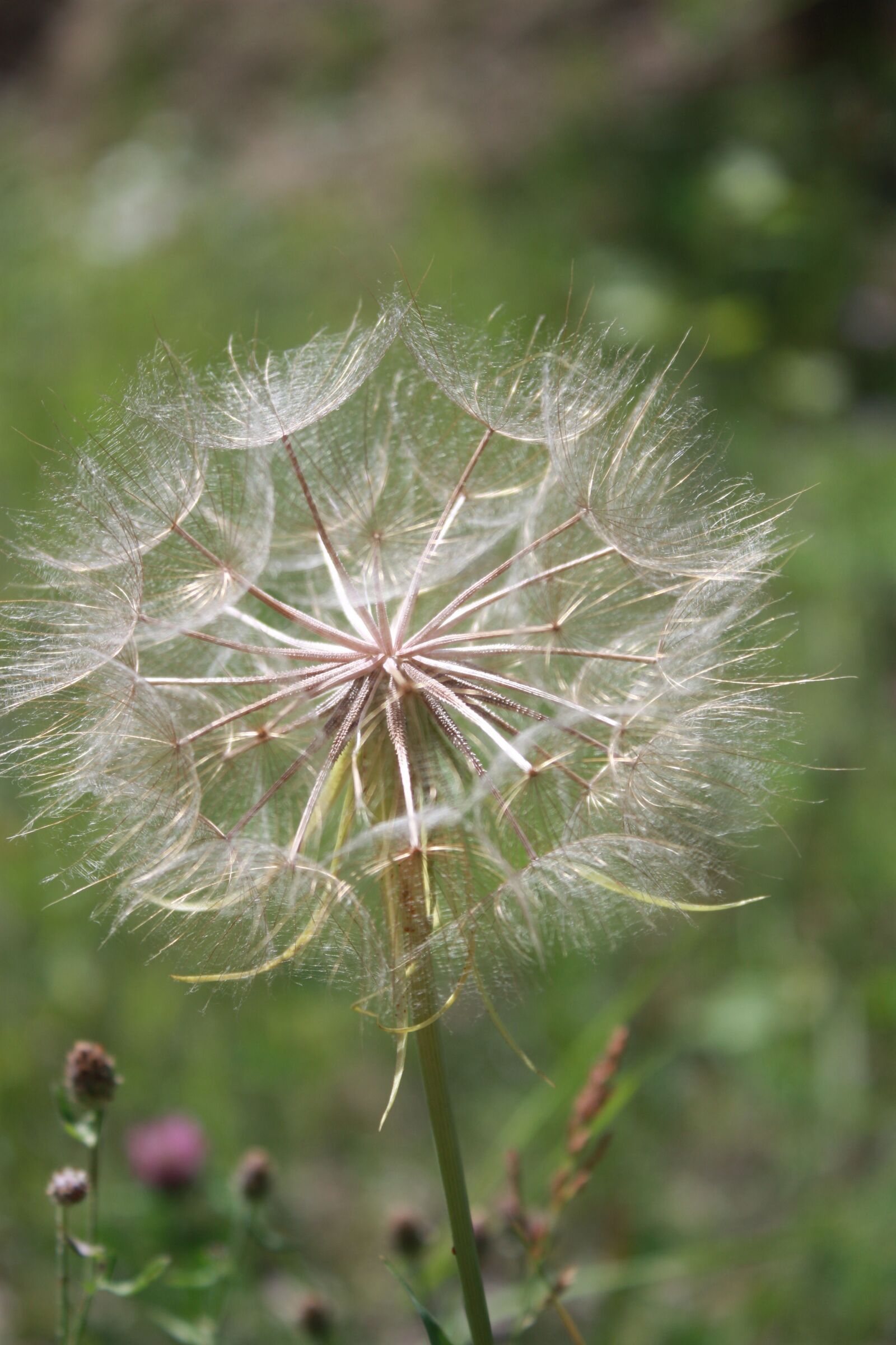 Canon EOS 450D (EOS Rebel XSi / EOS Kiss X2) sample photo. Dandelion, flower, spring photography