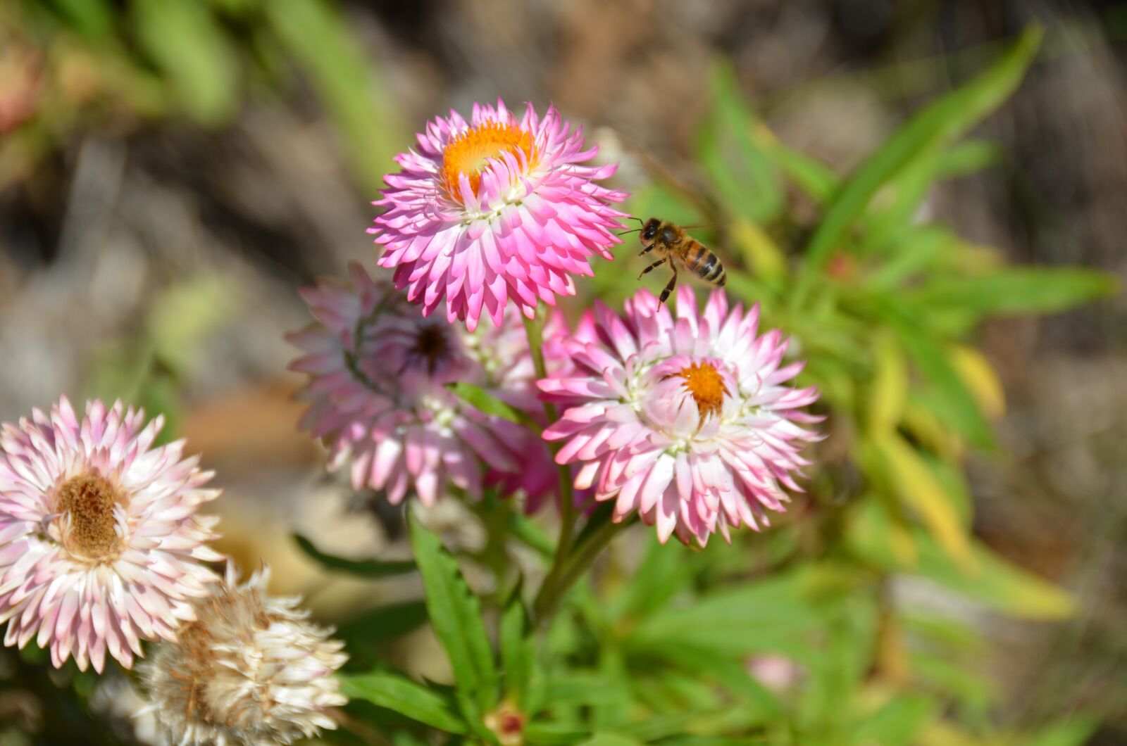 Nikon D7000 sample photo. Flower, natural, nature photography
