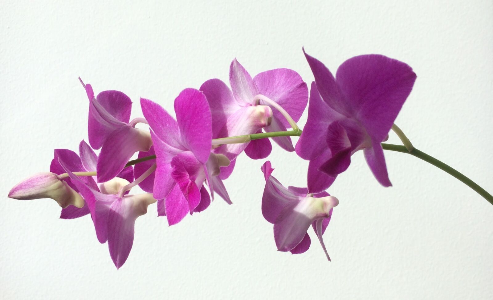iPhone 5s back camera 4.15mm f/2.2 sample photo. Orchid, bloom, flower photography