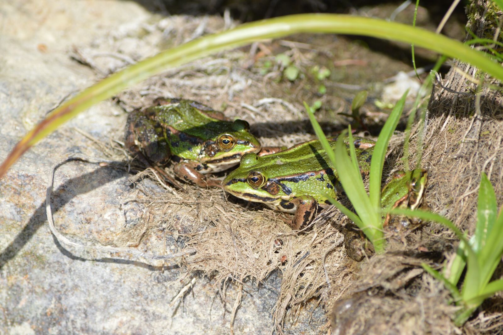 Nikon D3200 sample photo. Frogs, stones, animals photography