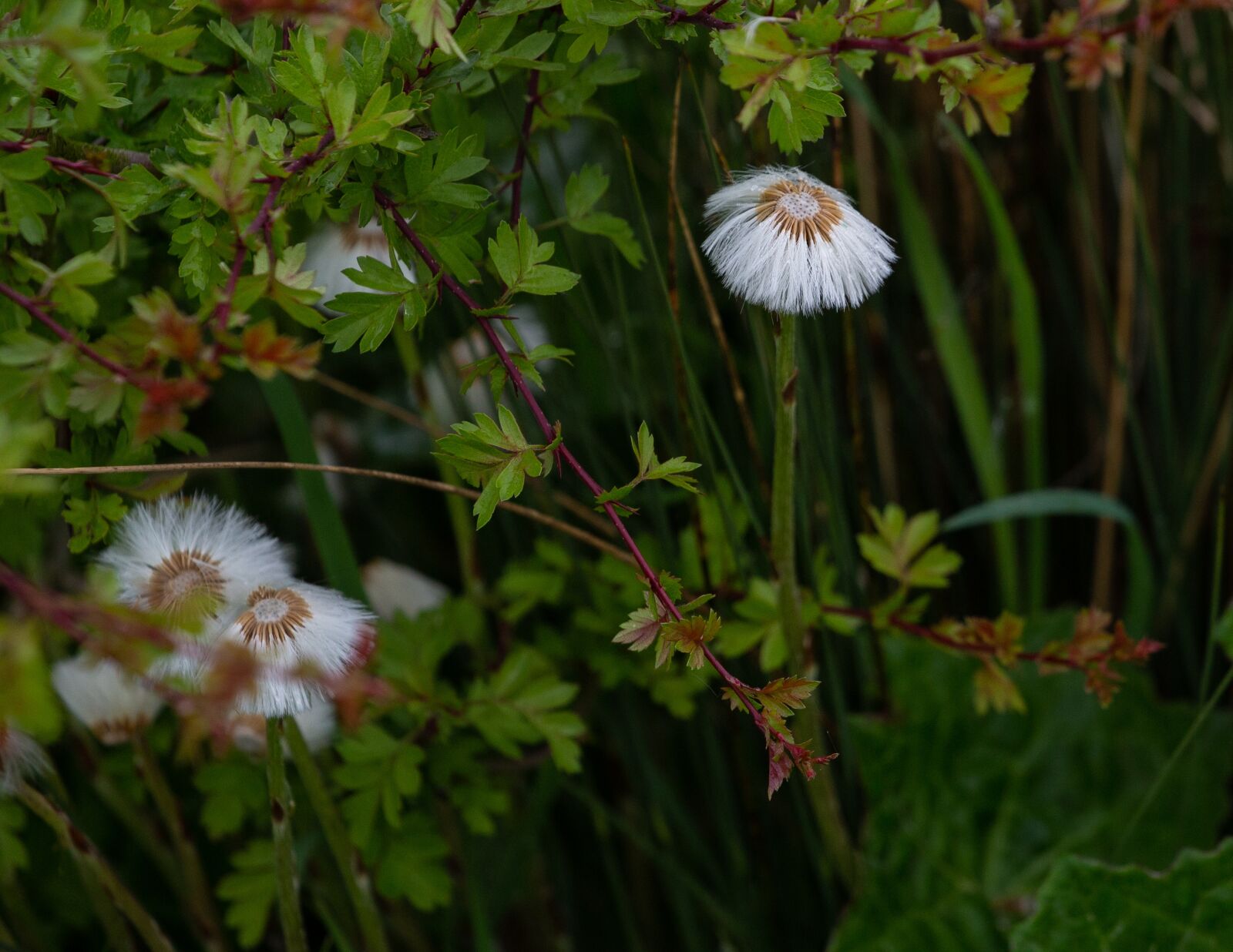 Canon EOS 5D Mark III sample photo. White coltsfoot, tussilago farfara photography