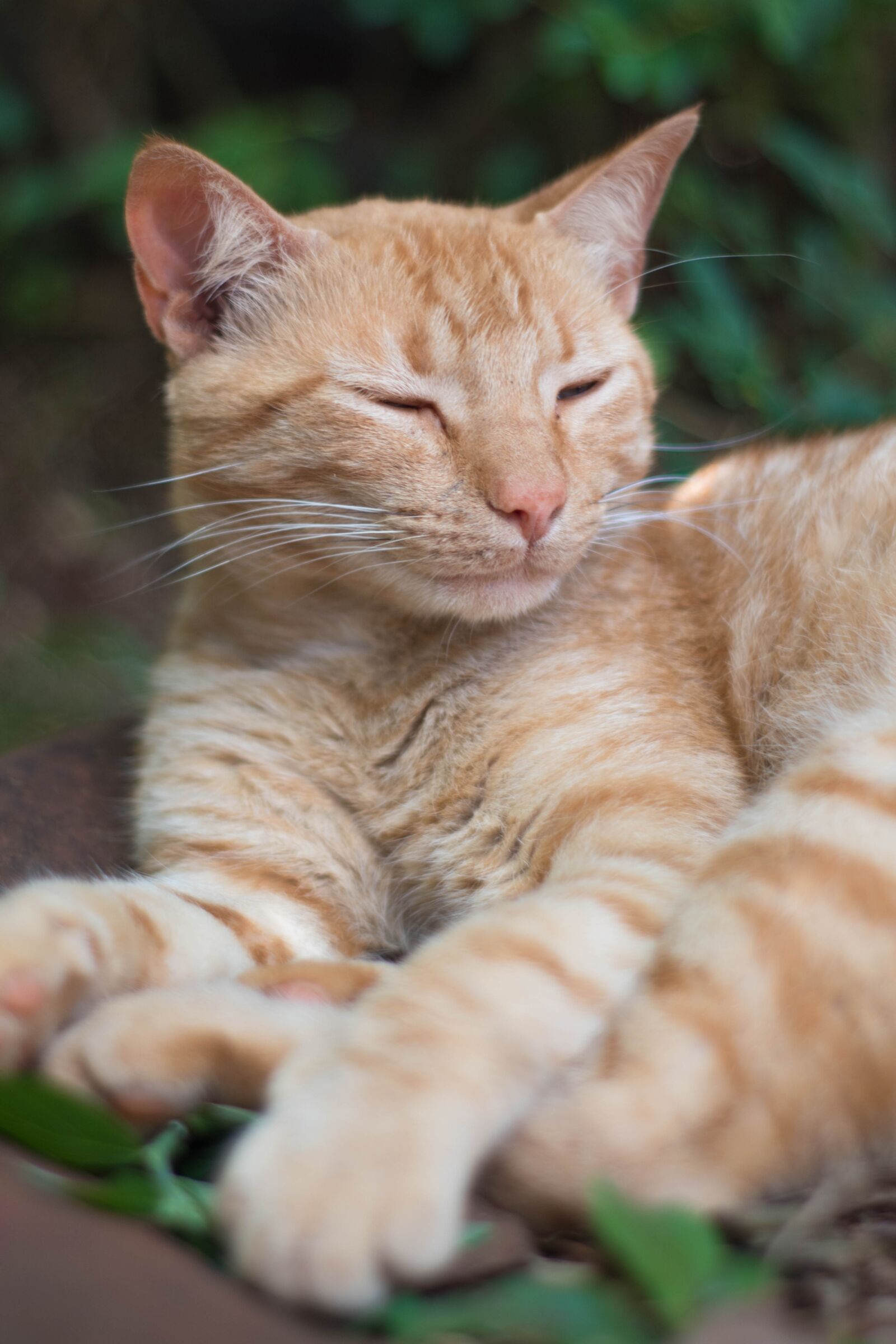 Nikon D5500 sample photo. Cats, look, nat photography