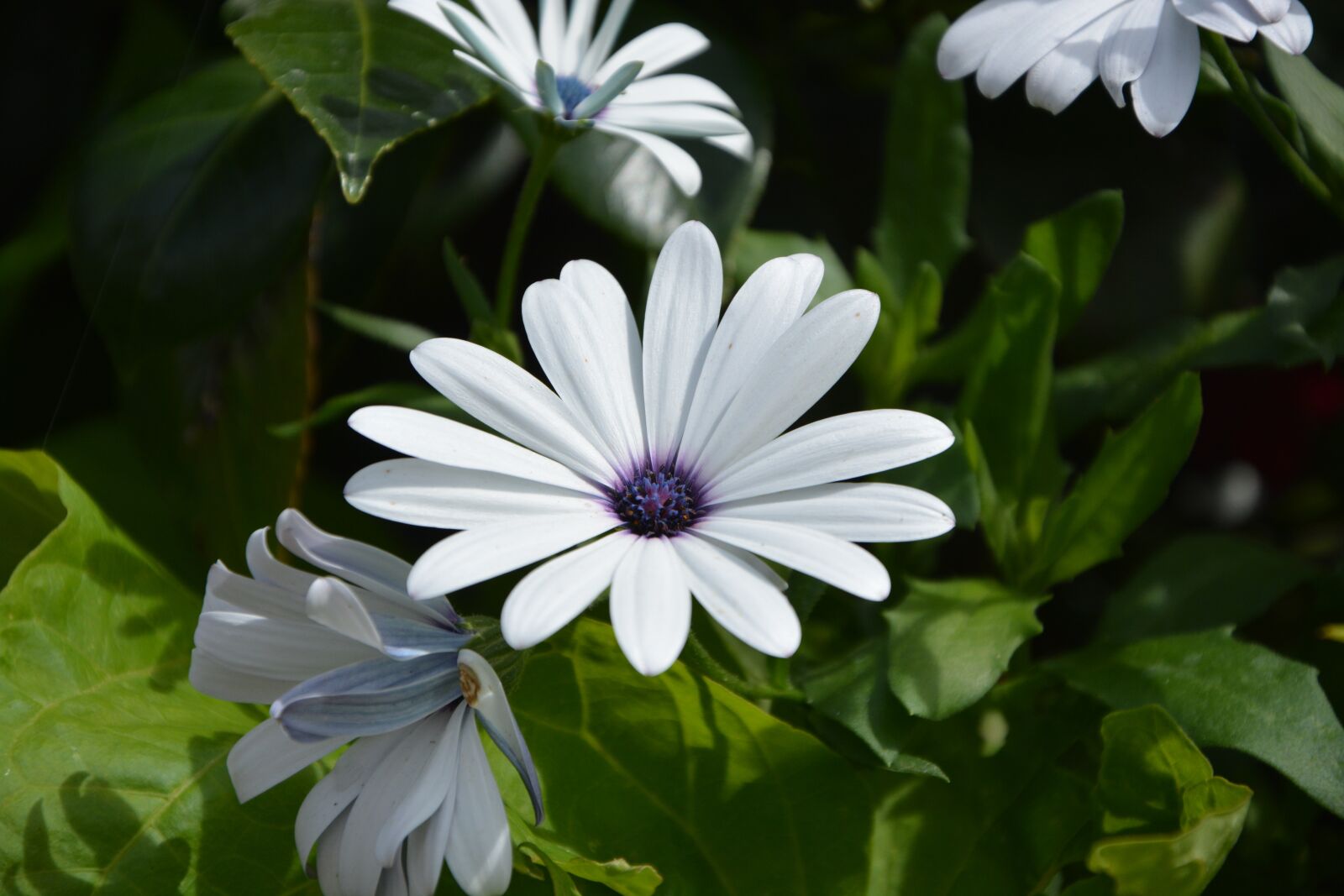 Nikon D5200 sample photo. Flower, white, petals photography