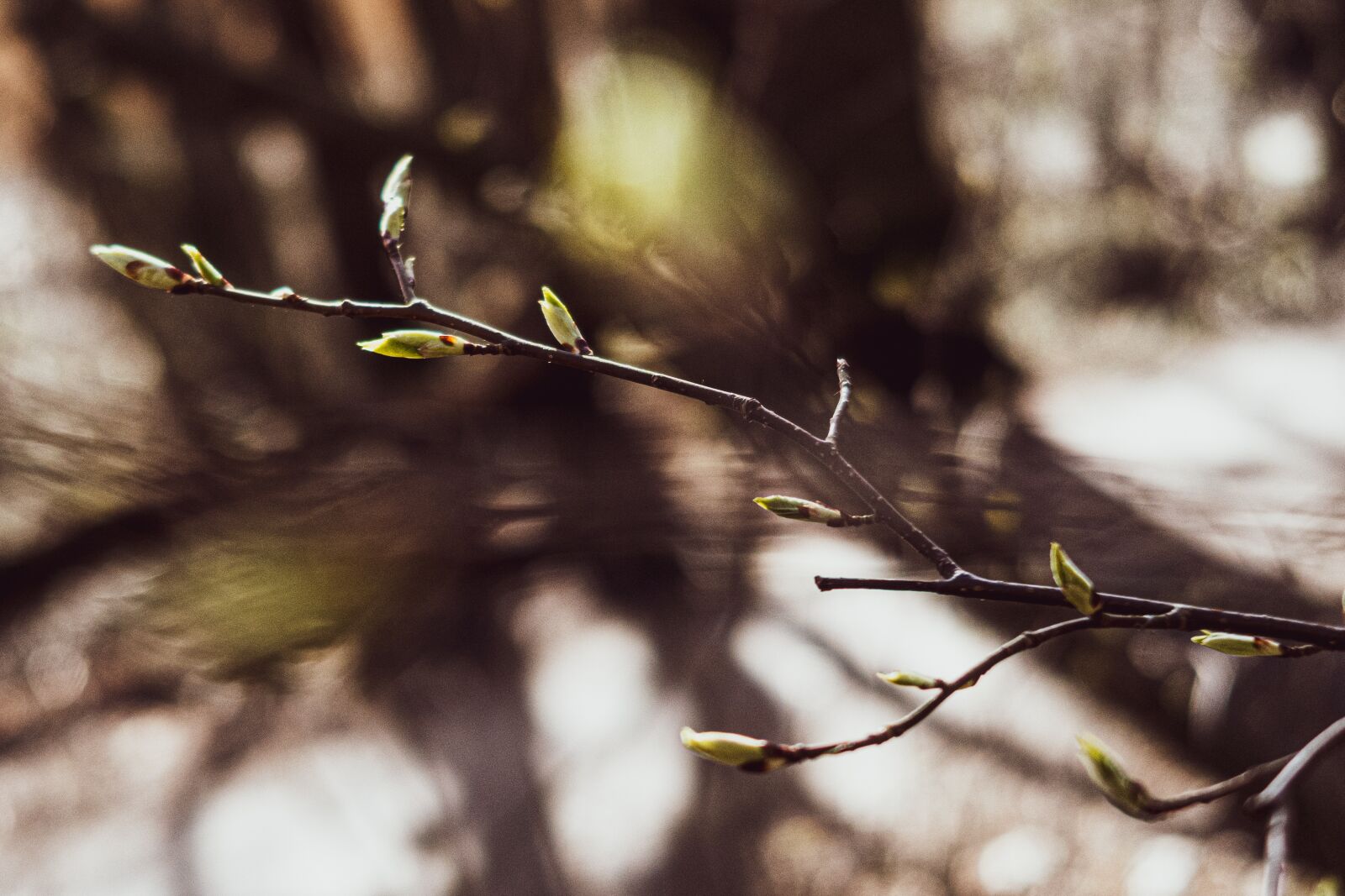 Canon PowerShot G7 X Mark II sample photo. Spring, bud, leaves photography