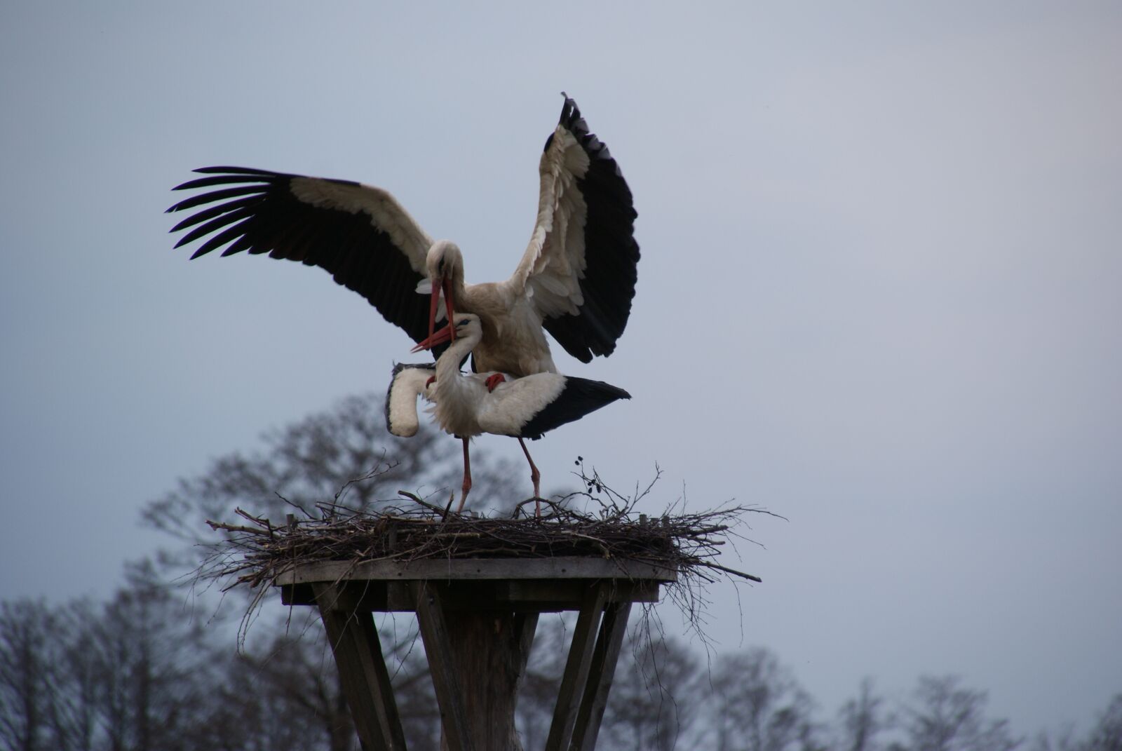 Sony Alpha DSLR-A300 sample photo. Birds, beak, stork photography
