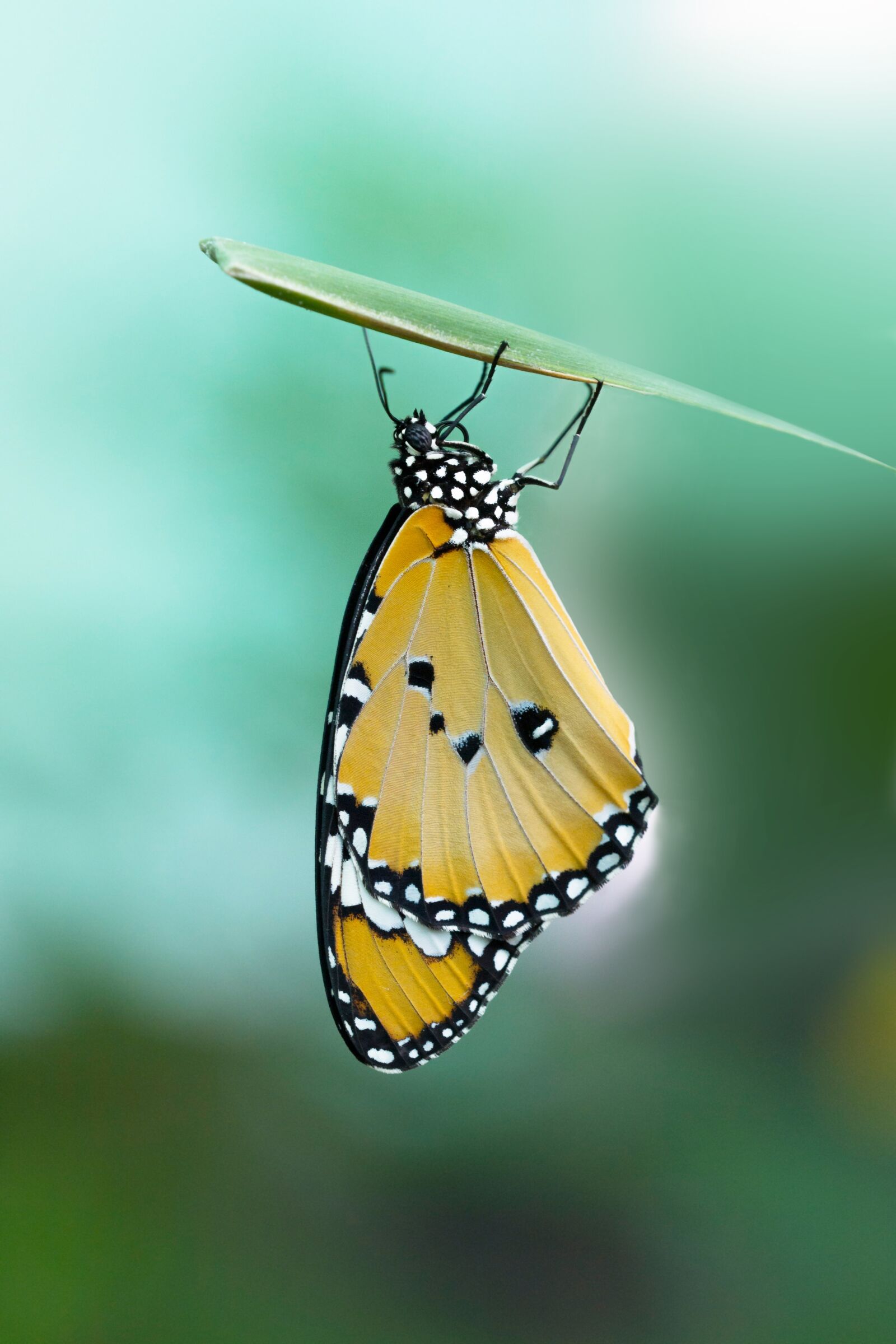 Nikon D3100 sample photo. Insect, žltý, butterfly photography