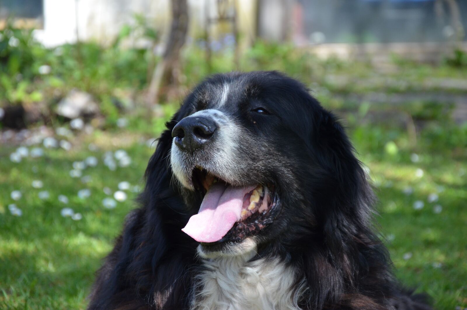 Nikon D5100 sample photo. Bernese mountain dog, dog photography