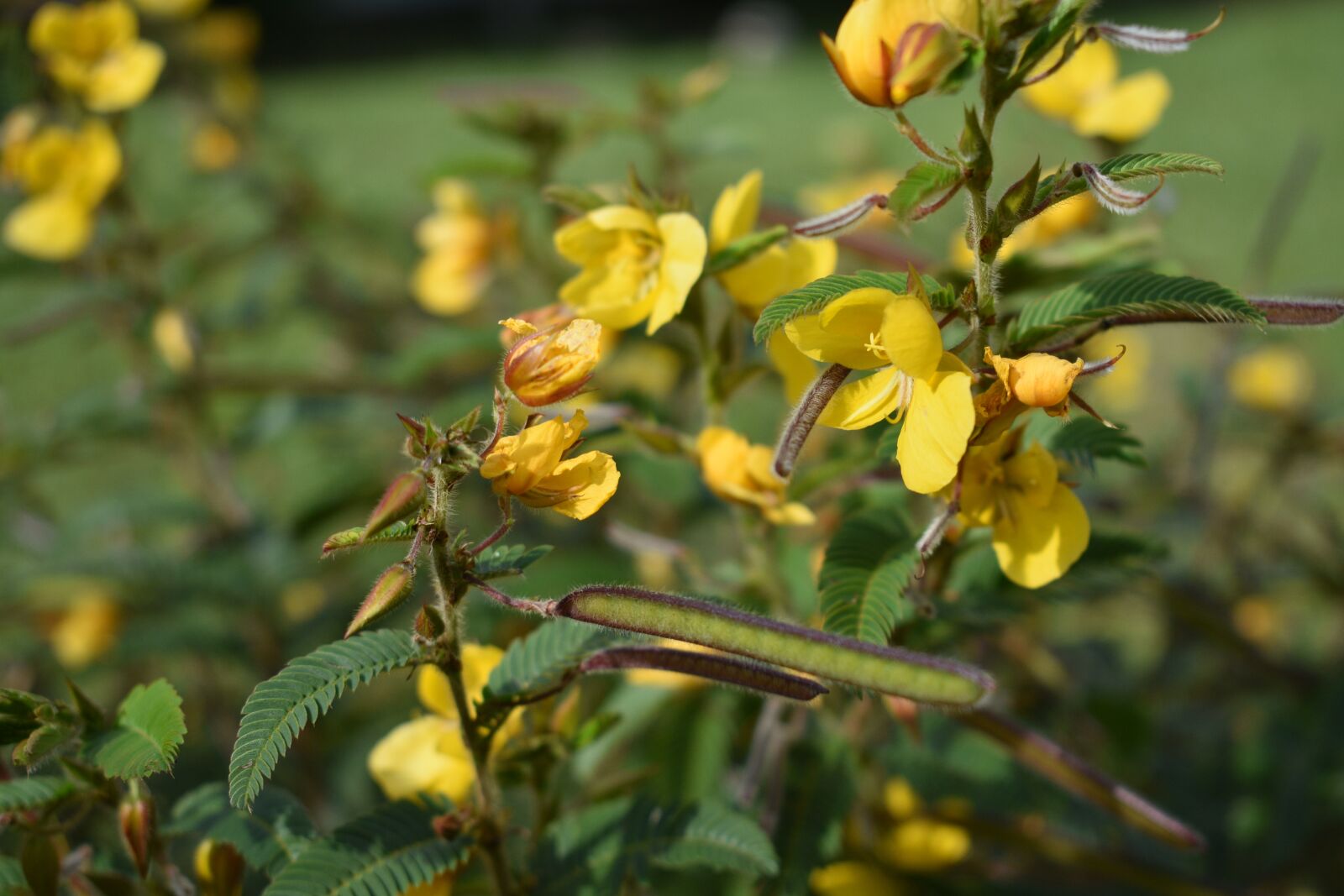 Nikon D3400 sample photo. Flower, flowers, spring photography