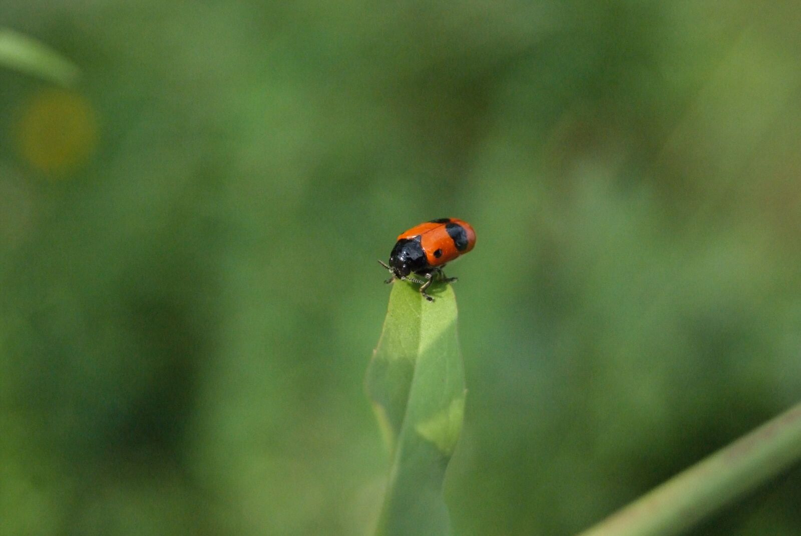 Fujifilm FinePix S5 Pro sample photo. Ants-blind beetles, insect, plant photography