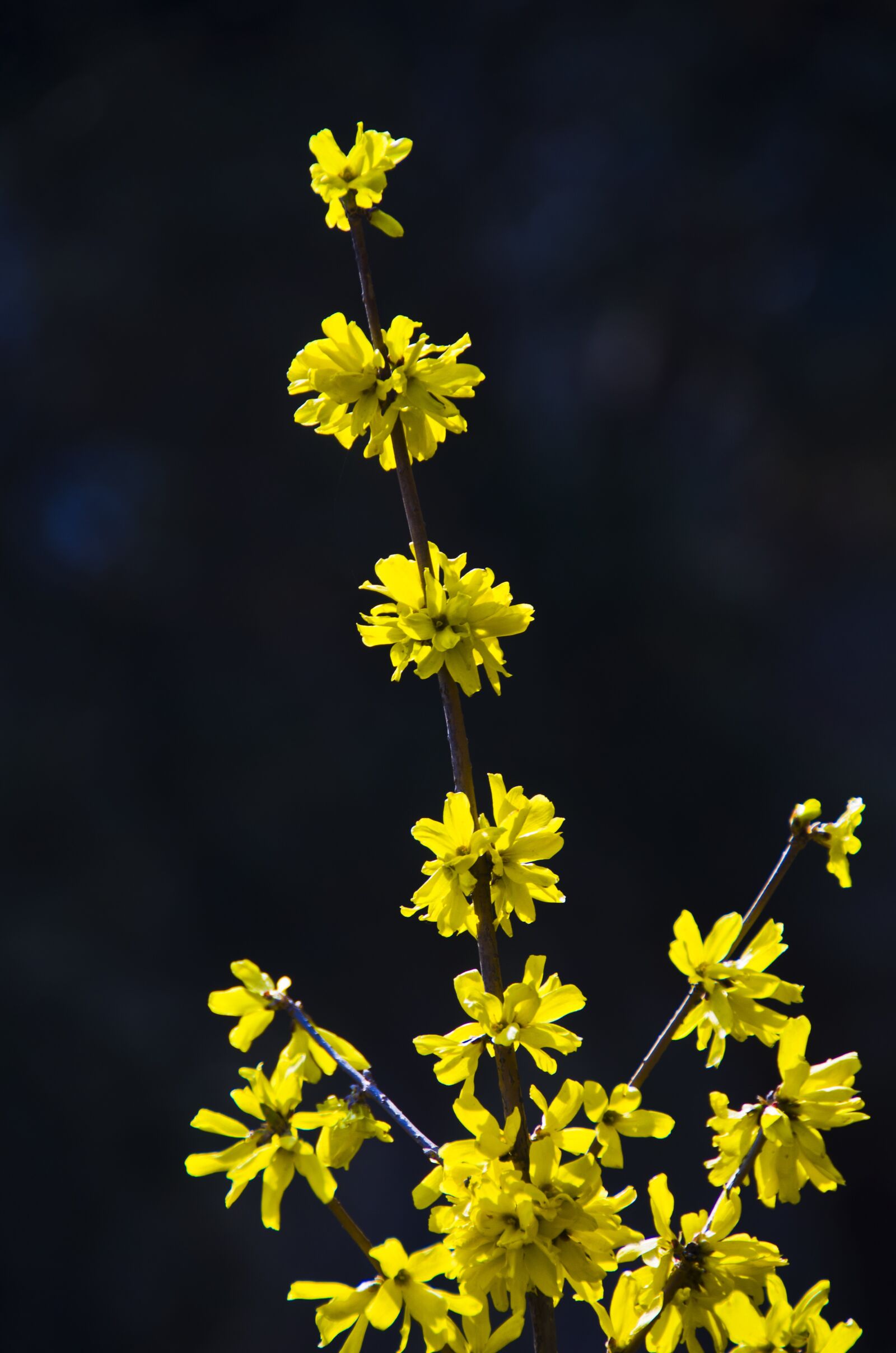 Nikon D7000 sample photo. Forsythia bush, spring, beautiful photography