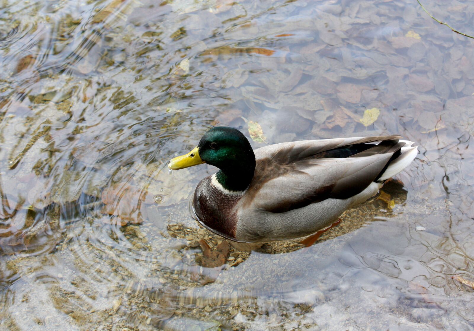 Canon EOS 450D (EOS Rebel XSi / EOS Kiss X2) sample photo. Duck, wild duck, lake photography