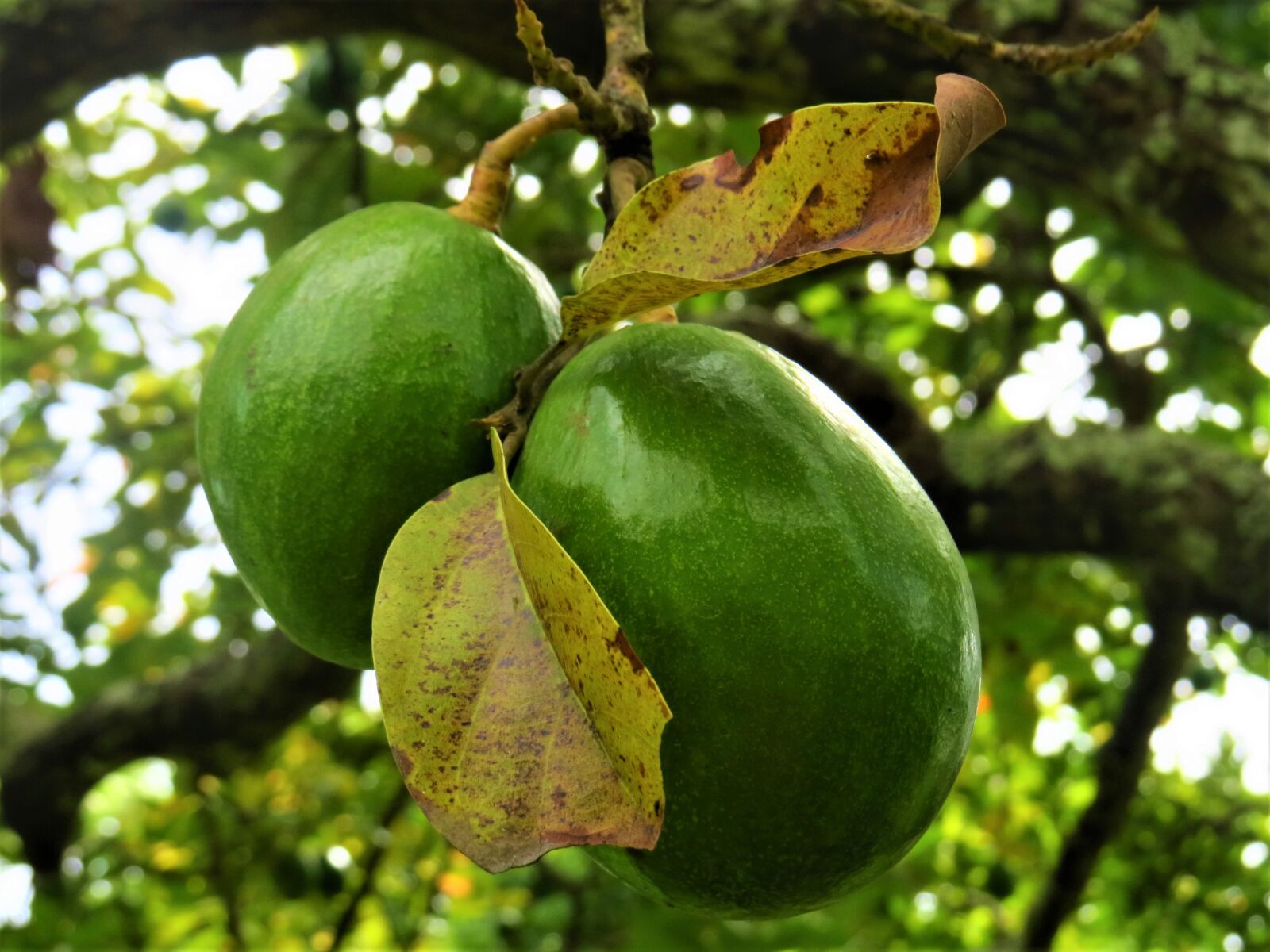 Canon PowerShot SX50 HS sample photo. Avocado, fruit, garden photography