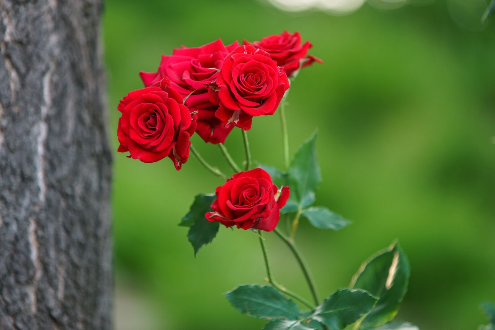 Minolta/Sony AF 70-200mm F2.8 G sample photo. Red, rose, flower photography