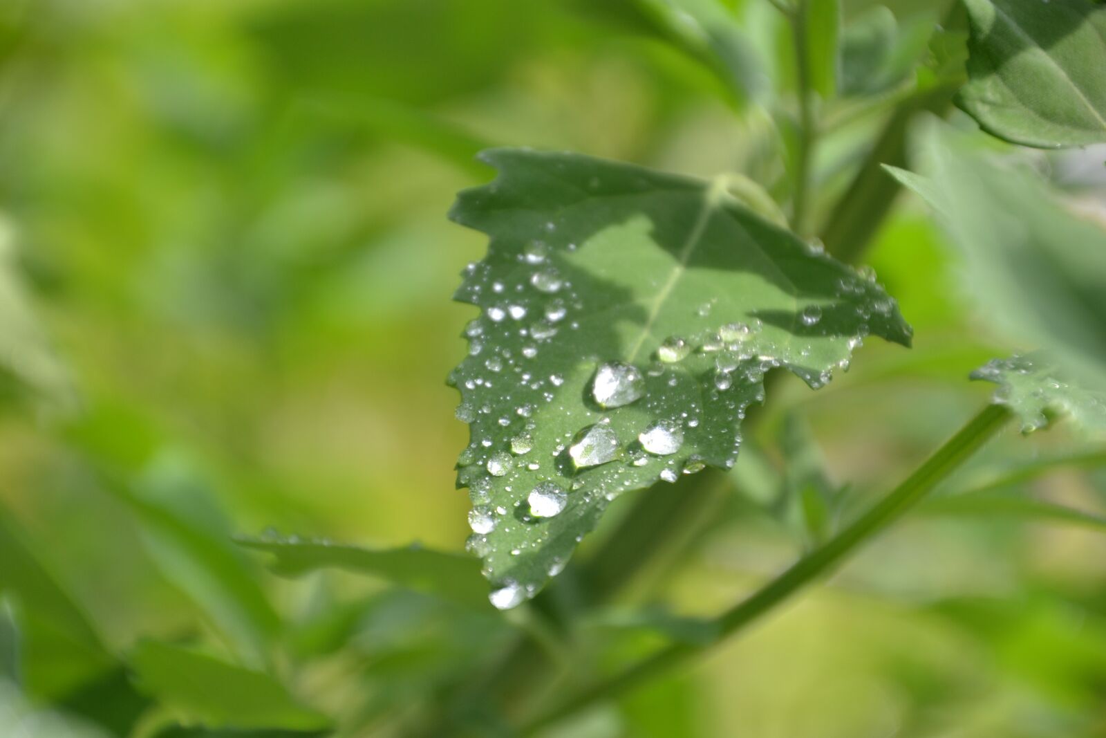 Nikon D3100 sample photo. Leaf, rain, water photography