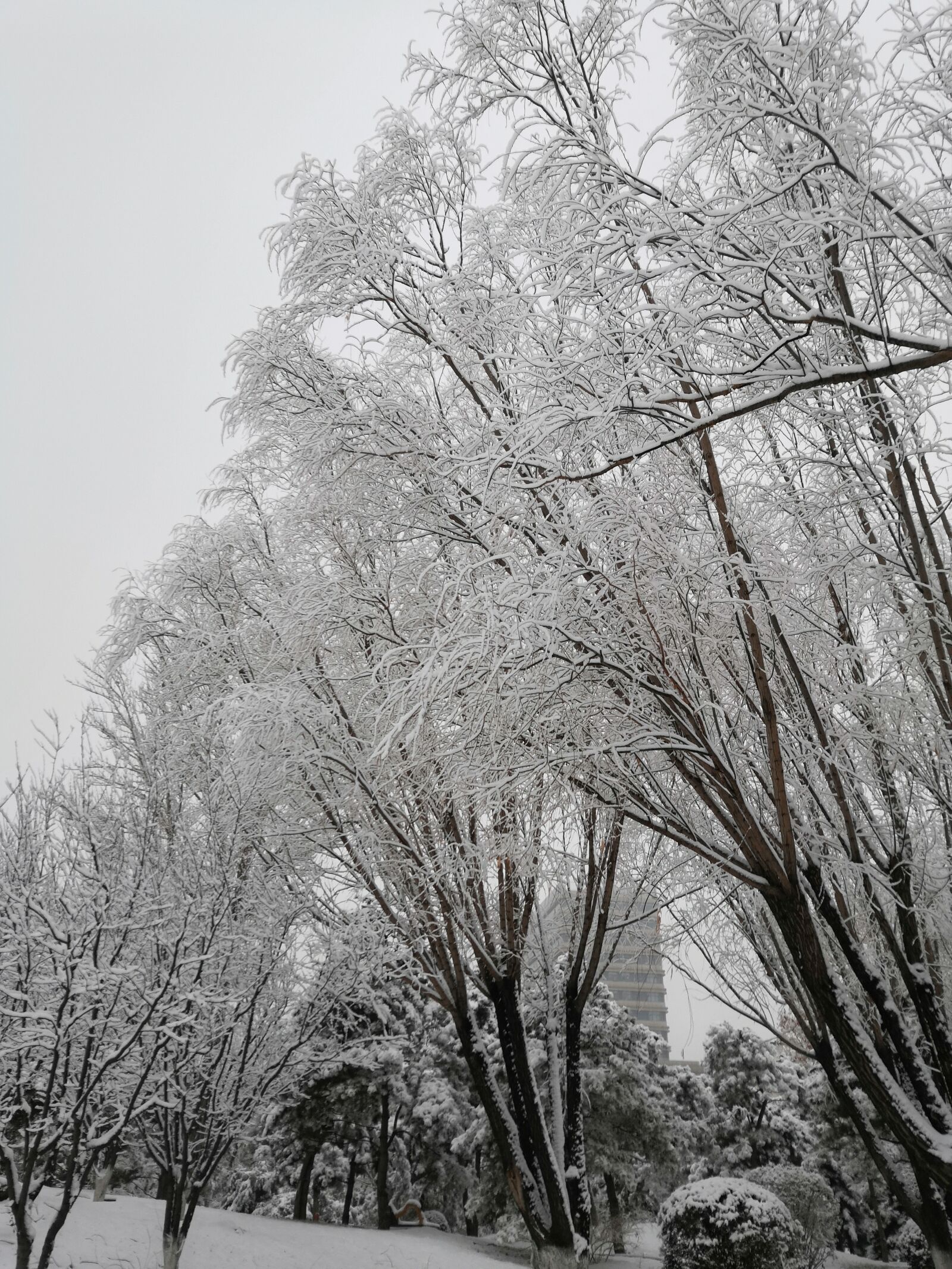 HUAWEI nova 3 sample photo. Snow, woods, branch photography