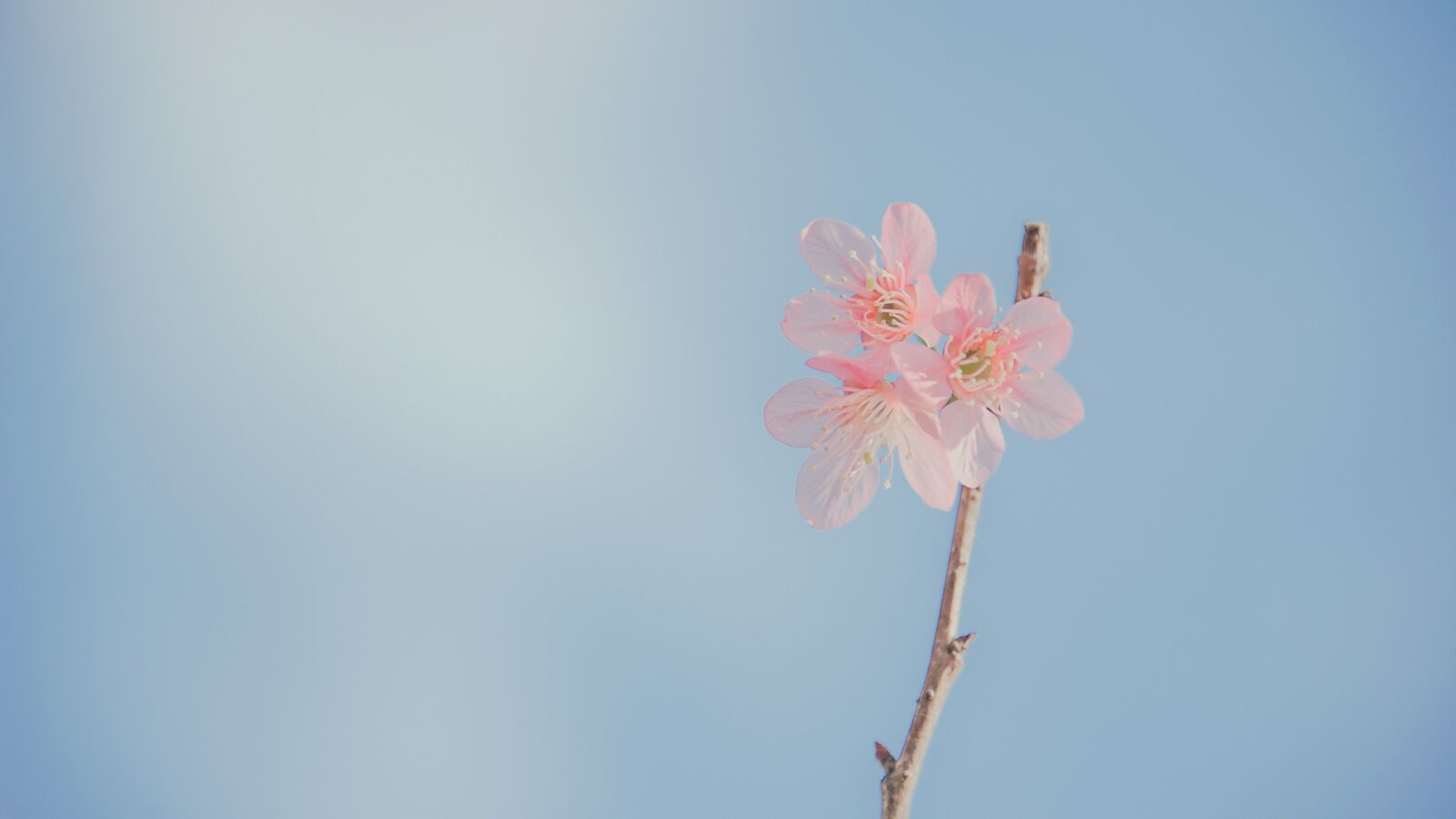Nikon D700 sample photo. Pastel, flower, romantic photography