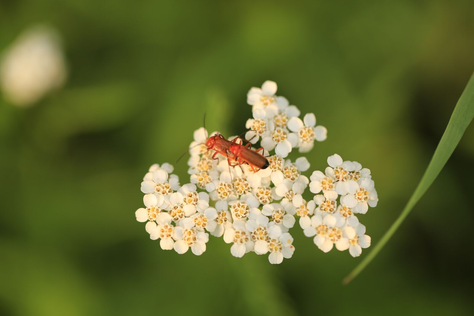 Canon EOS 5D Mark III sample photo. Insect, grass, summer photography