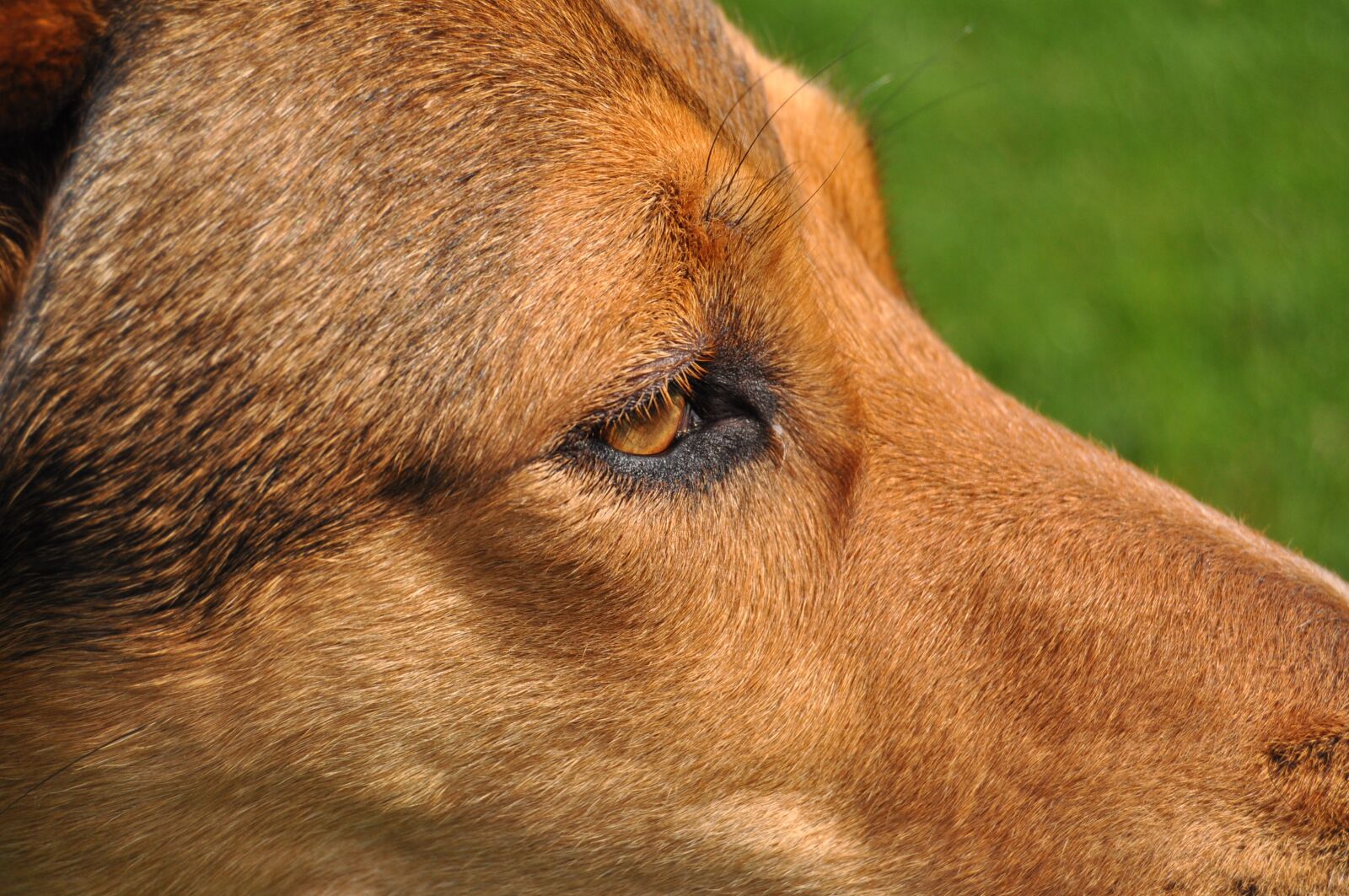 Nikon D5000 sample photo. Dog, eye, close up photography