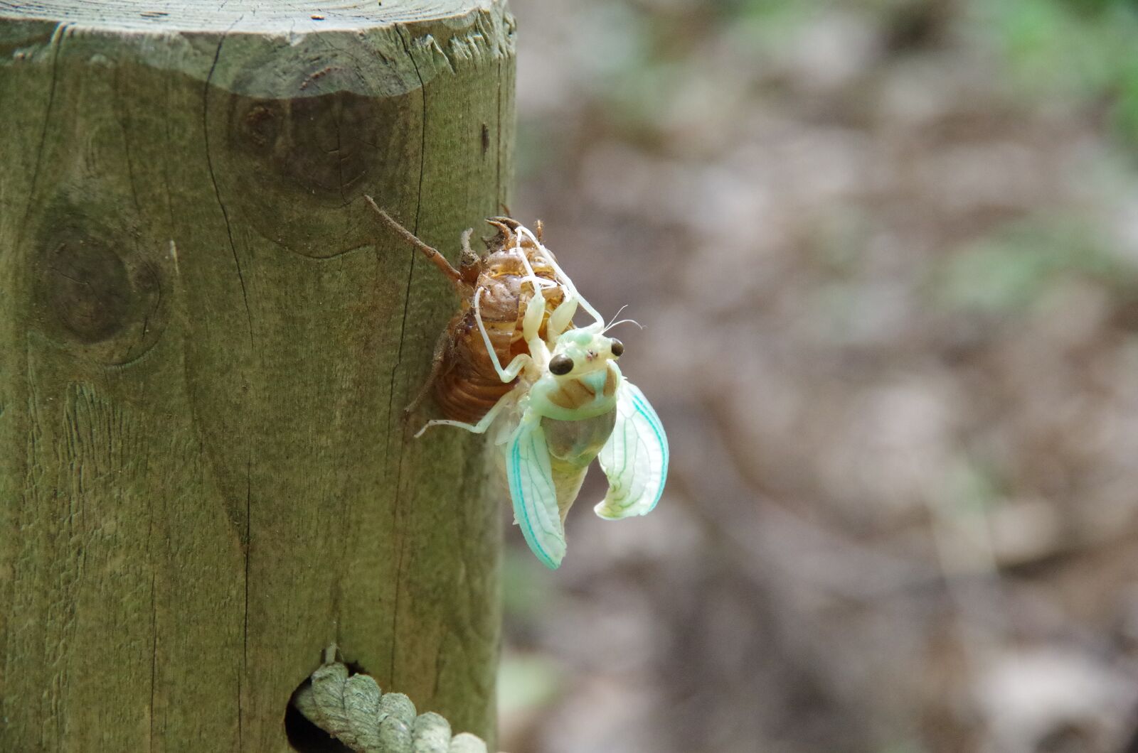 Pentax K-50 sample photo. Cicada, hatch, insect photography