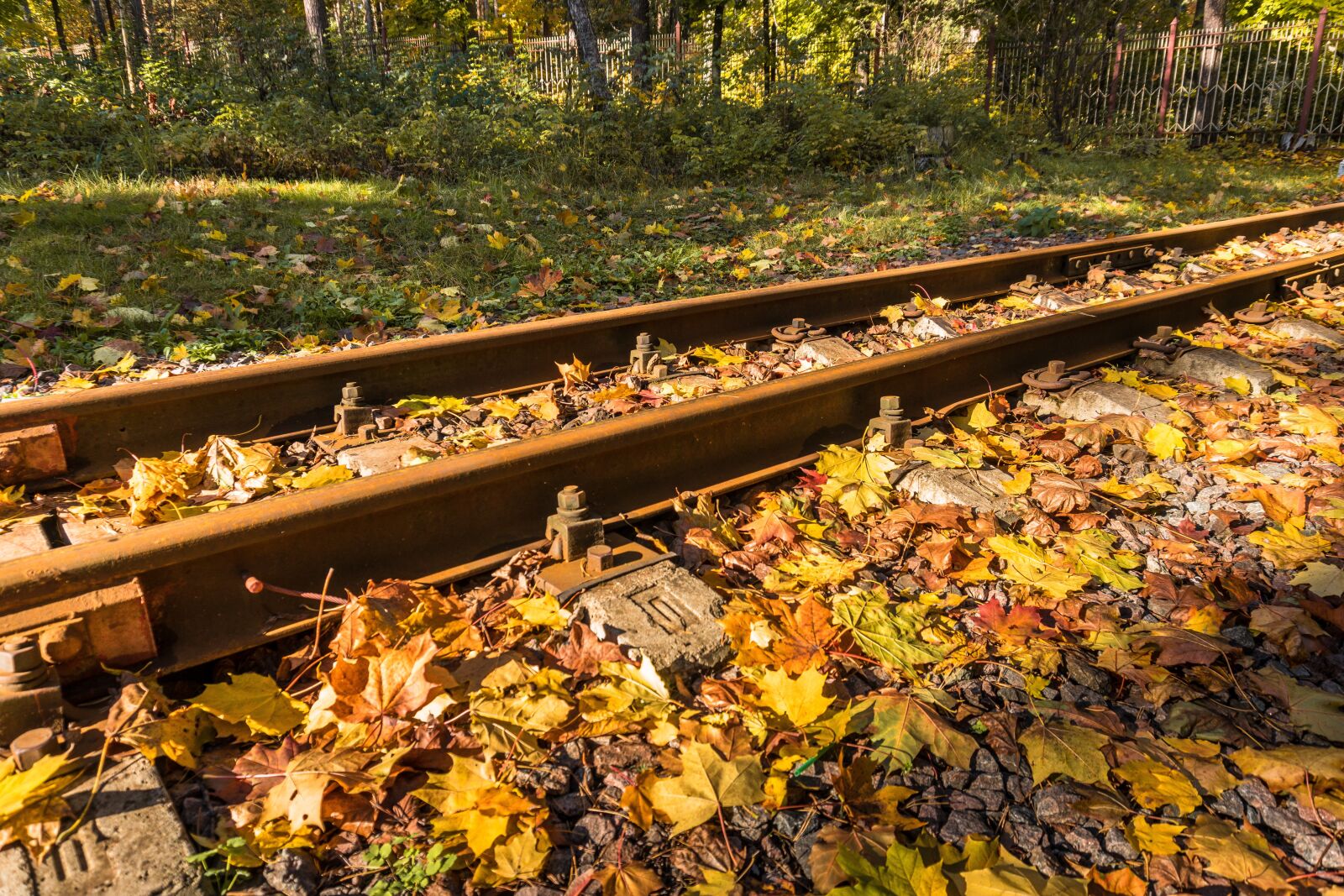 Sony a6300 sample photo. Narrow gauge railroad, autumn photography