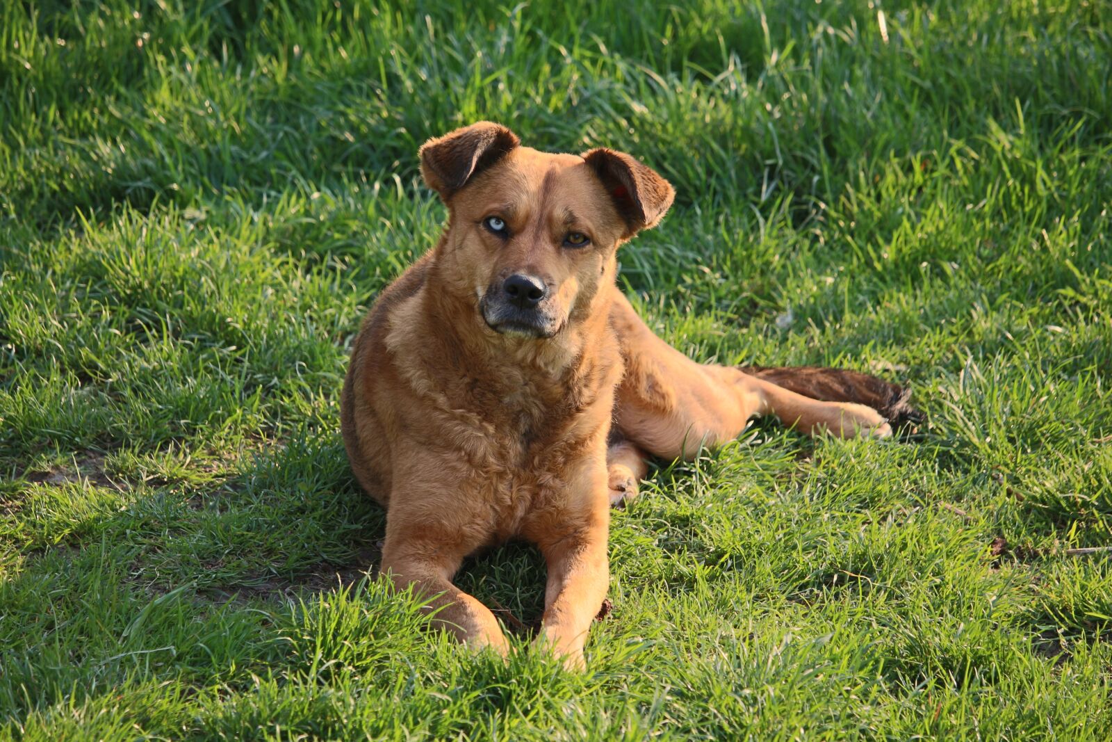 Canon EF-S 55-250mm F4-5.6 IS STM sample photo. Dog, lying, hybrid photography