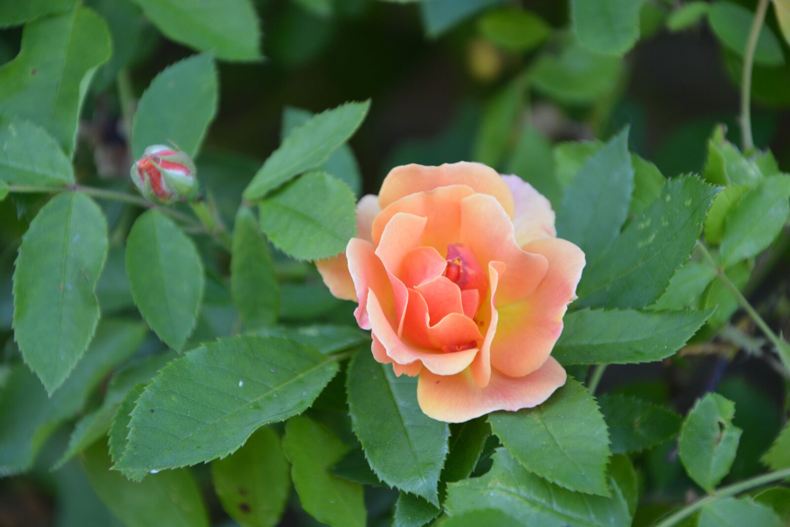 Nikon D5200 sample photo. Pink, rosebush, flower photography
