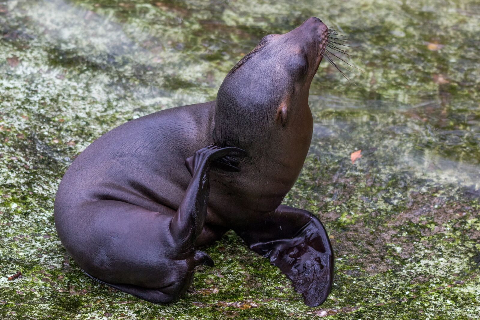 150-600mm F5-6.3 DG OS HSM | Contemporary 015 sample photo. California sea lion, sea photography
