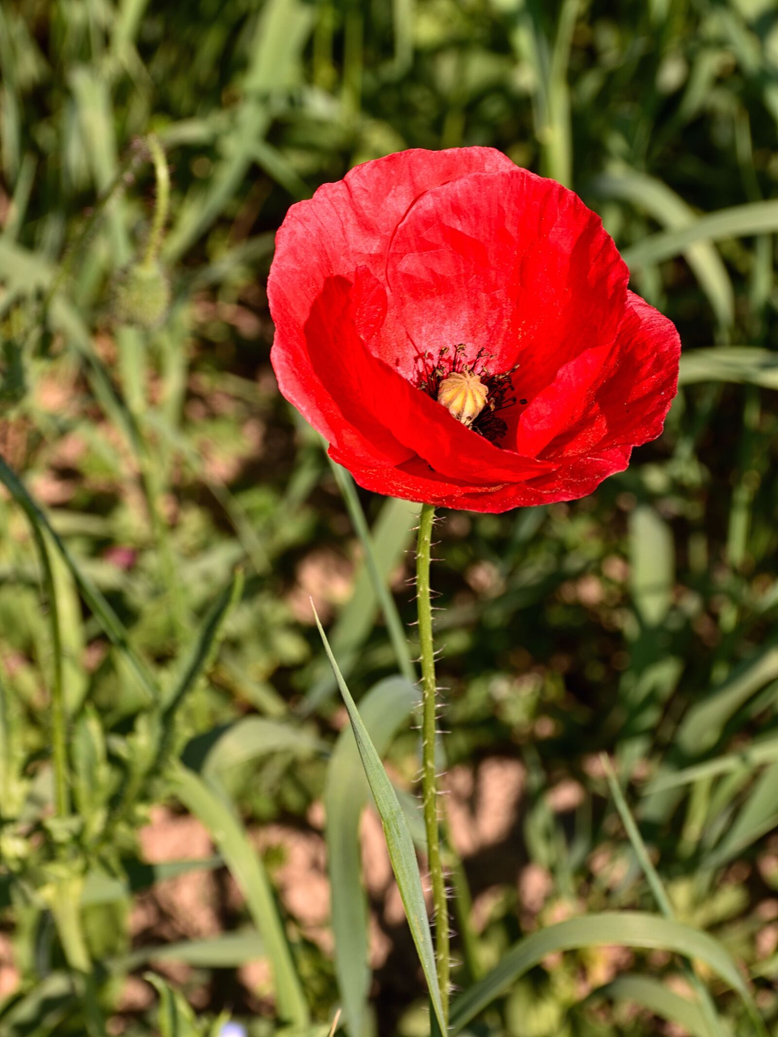 Nikon D5500 sample photo. Poppy flower, reported, nature photography