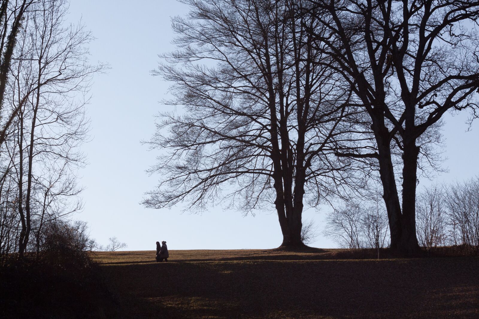 Canon EOS 50D sample photo. Park, trees, walkers photography