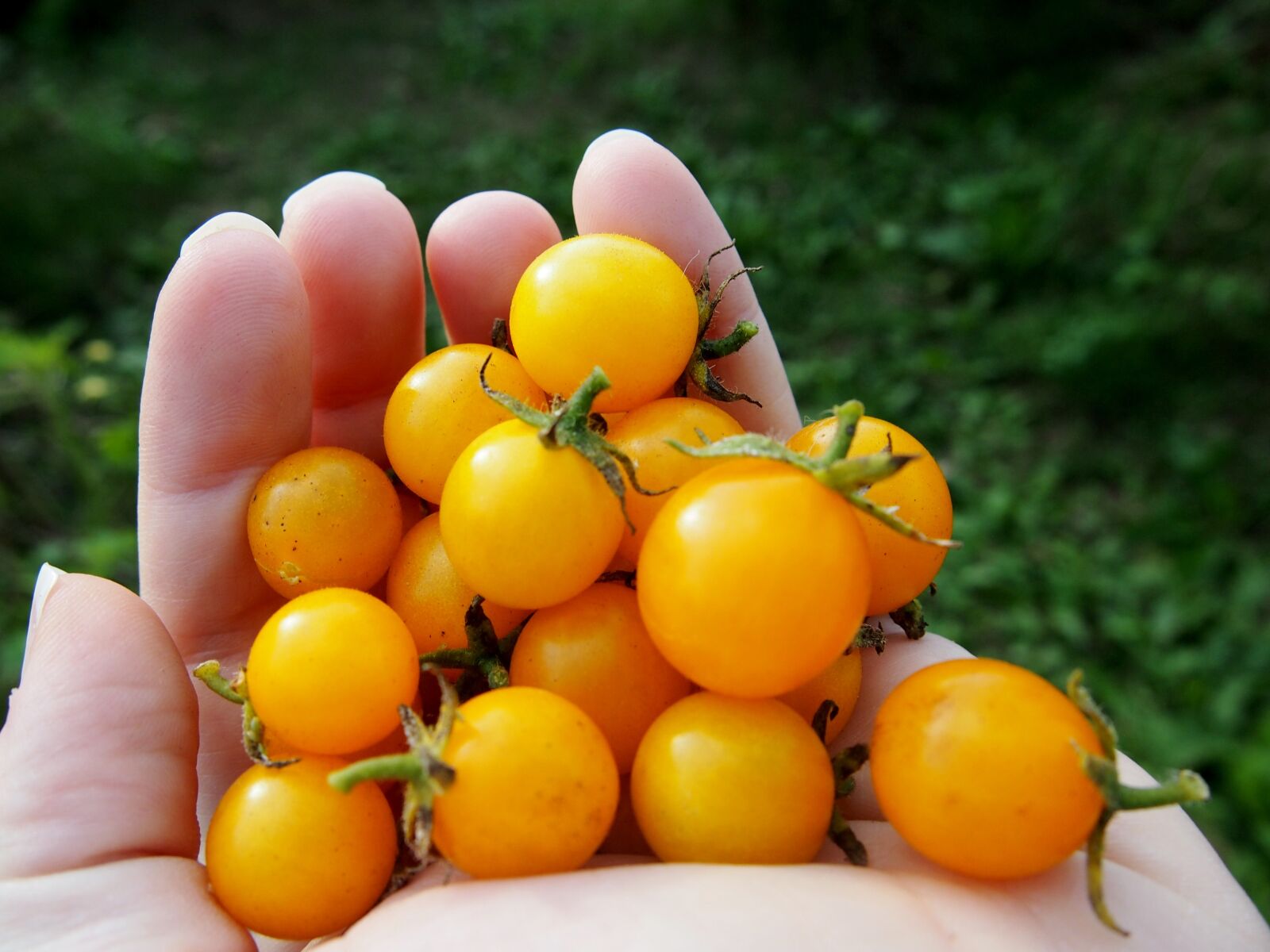 Olympus PEN E-PL3 sample photo. Tomatoes, garden, vegetable photography