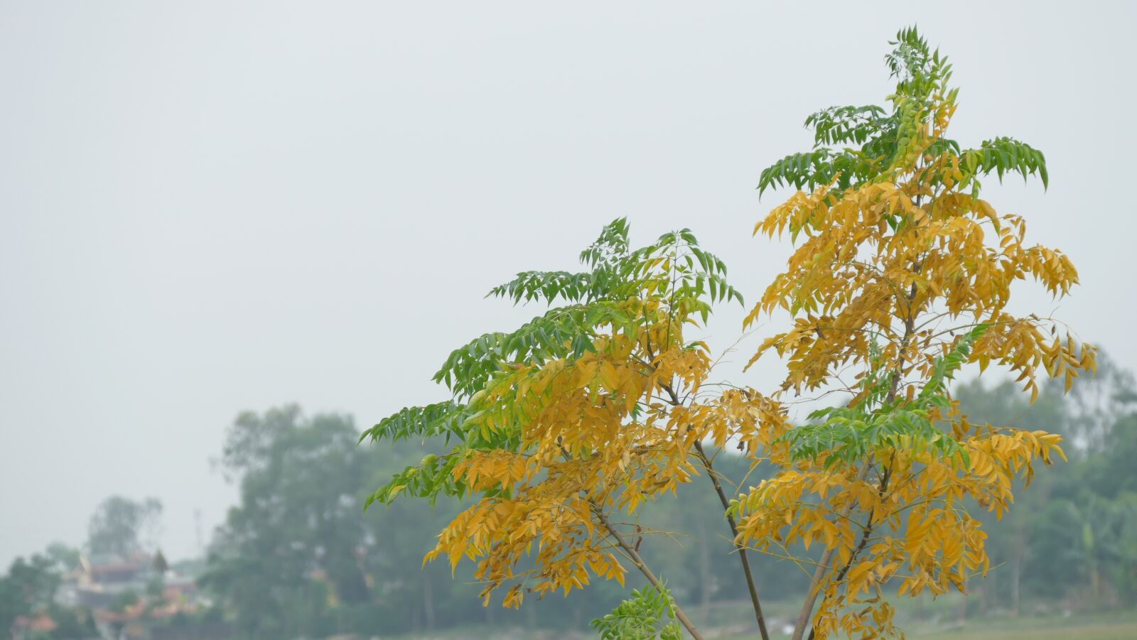 Panasonic Lumix DMC-FZ1000 sample photo. Tree, nature, yellow photography