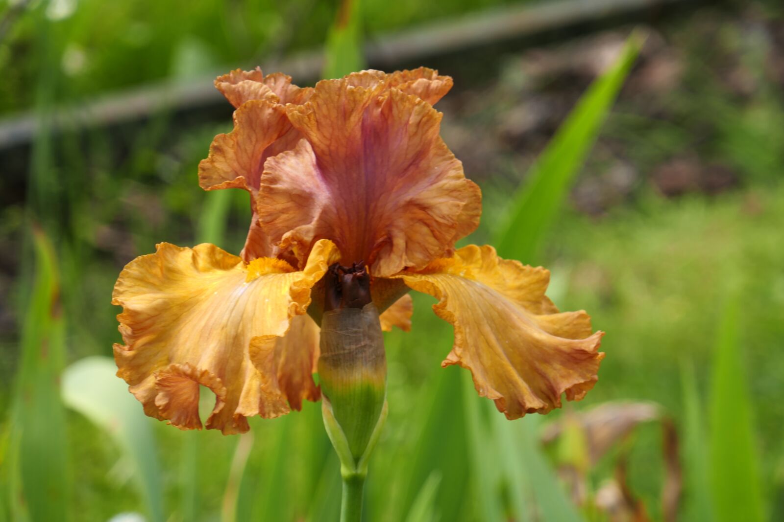 Panasonic Lumix DMC-ZS100 (Lumix DMC-TZ100) sample photo. Iris, golden, garden photography